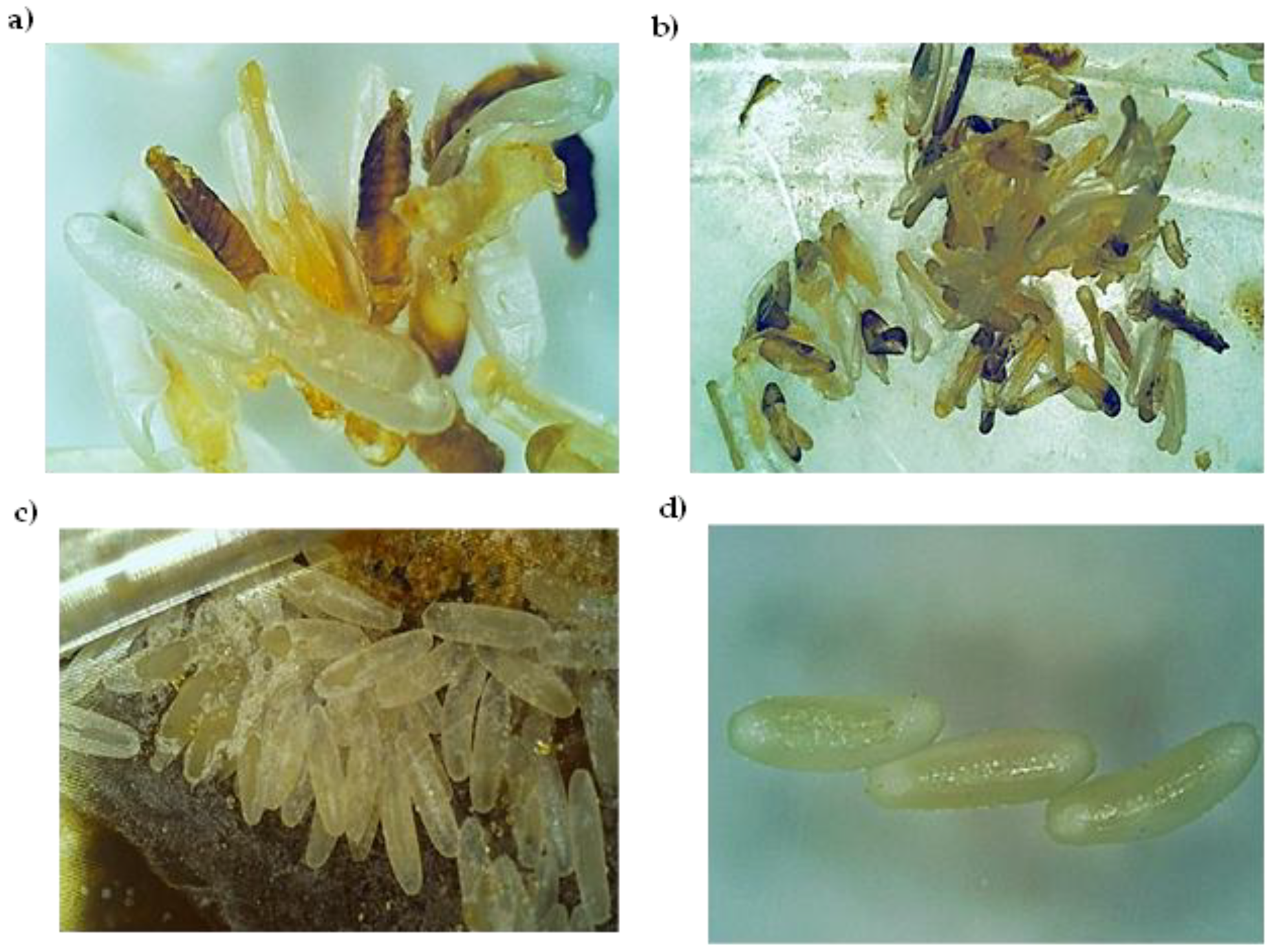 Applmicrobiol 05 00048 g010