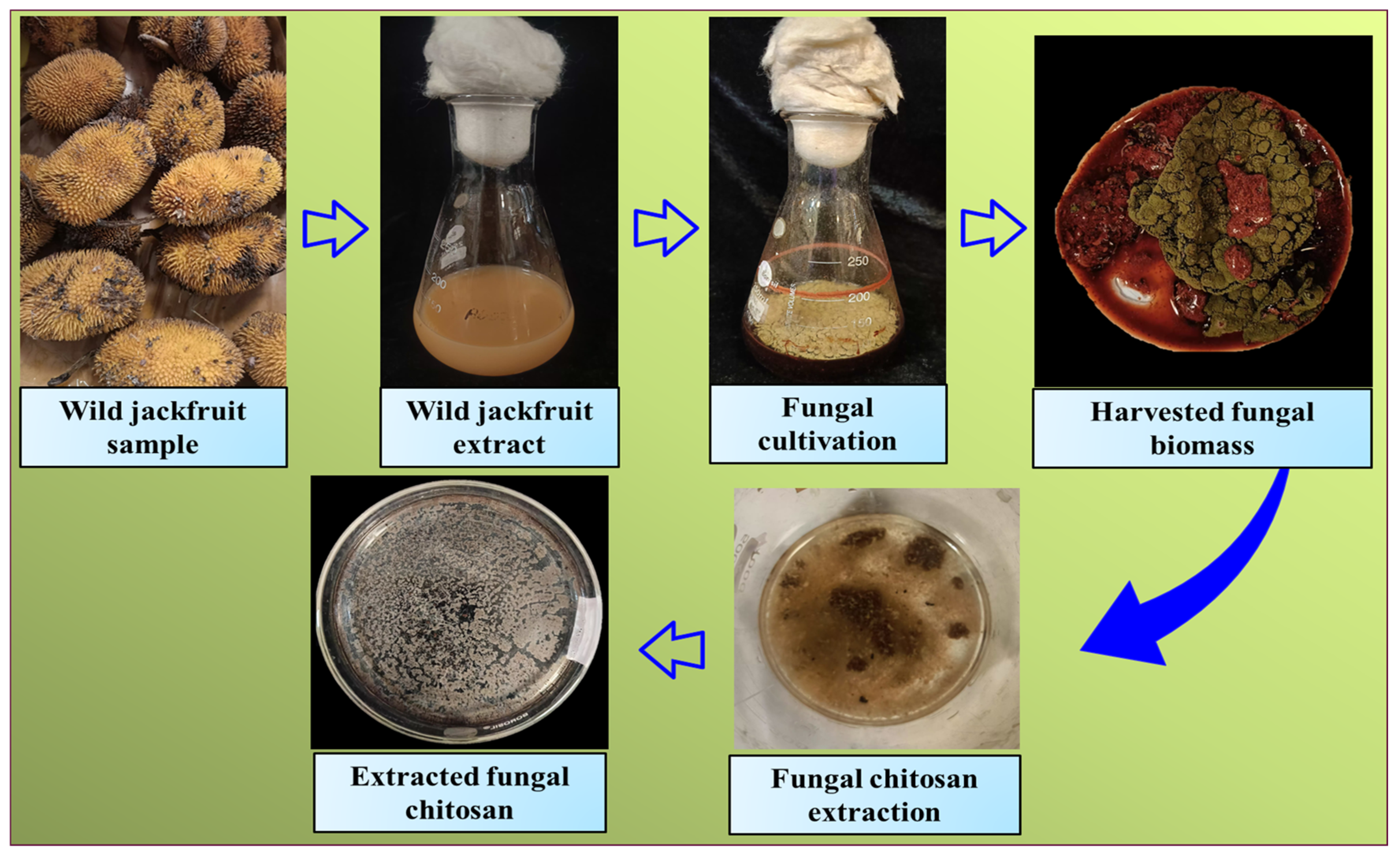 Applmicrobiol 05 00071 g005