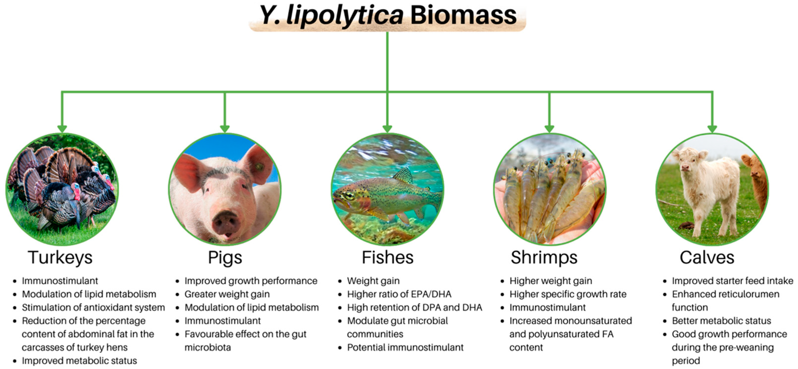 Applmicrobiol 05 00077 g003