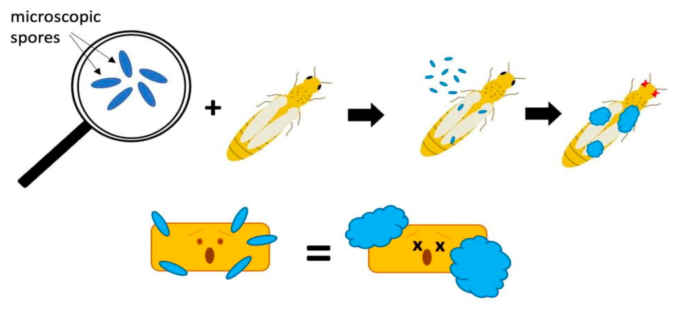 Applmicrobiol 05 00078 g004 Applmicrobiol 05 00078 g004