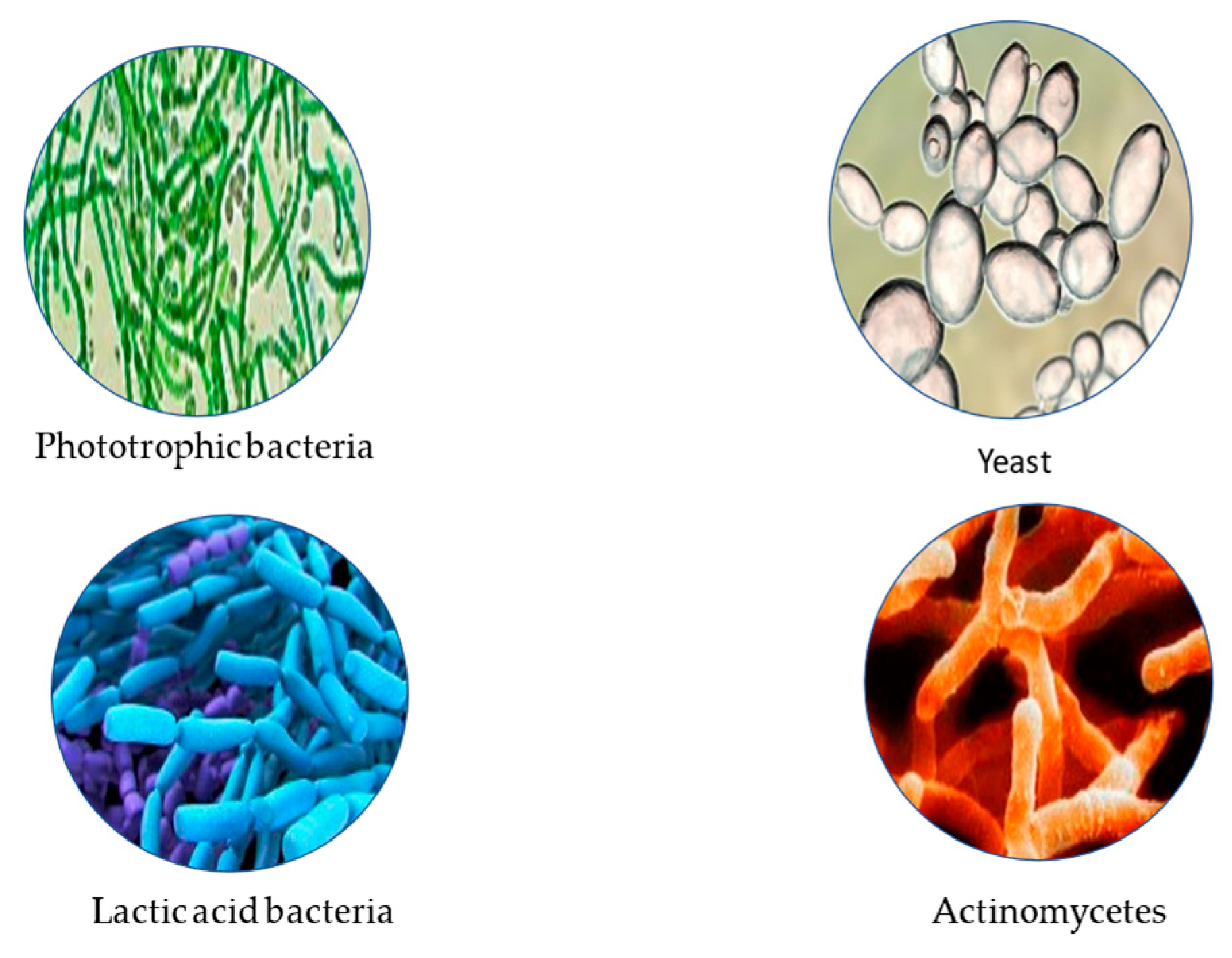 Applmicrobiol 05 00078 g005 Applmicrobiol 05 00078 g005