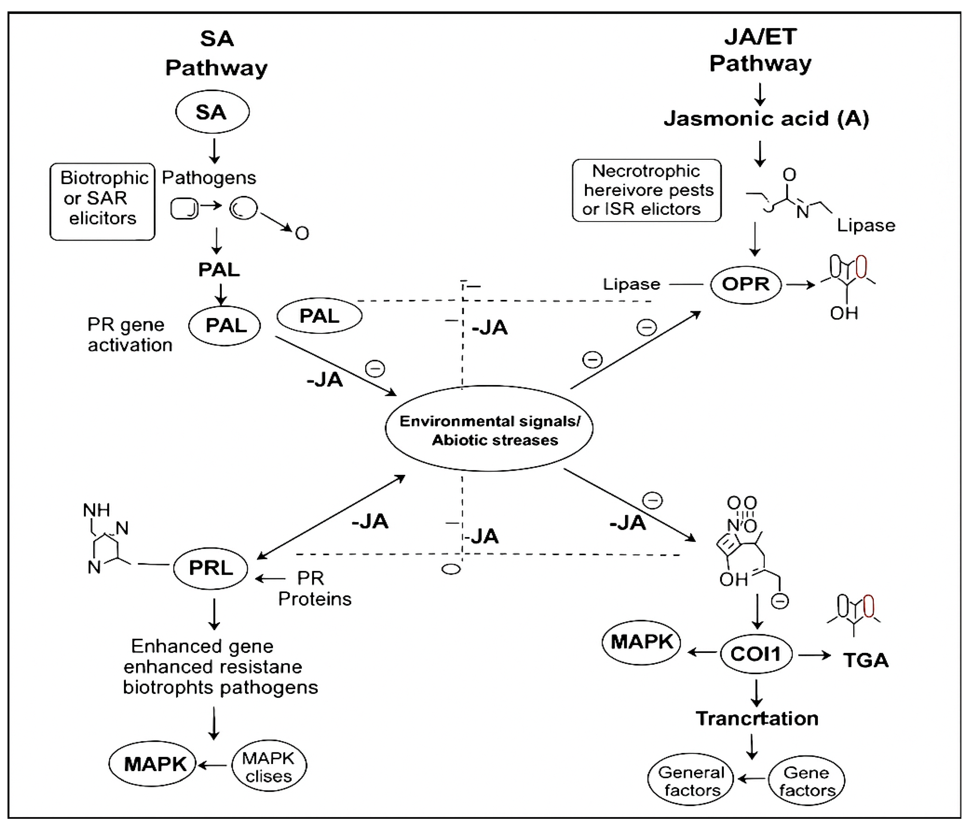 Applmicrobiol 05 00078 g006 Applmicrobiol 05 00078 g006