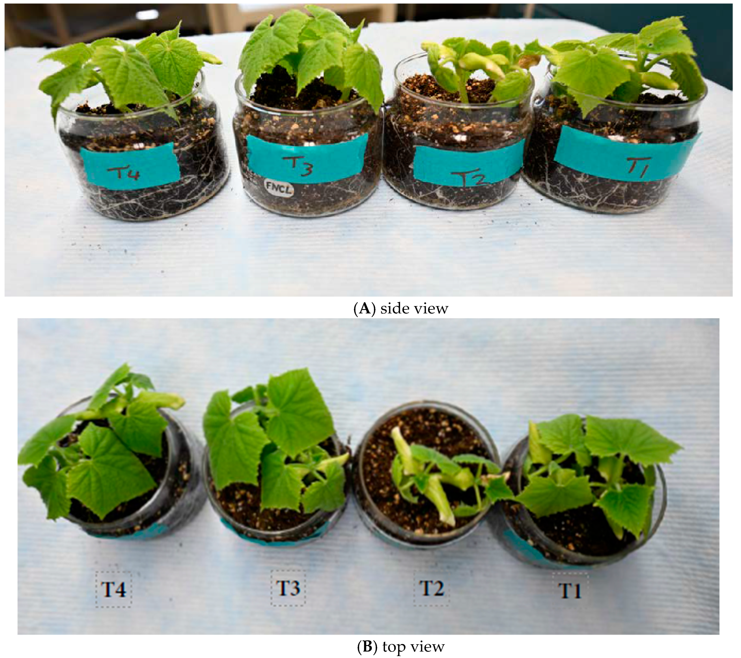 Applmicrobiol 05 00085 g005