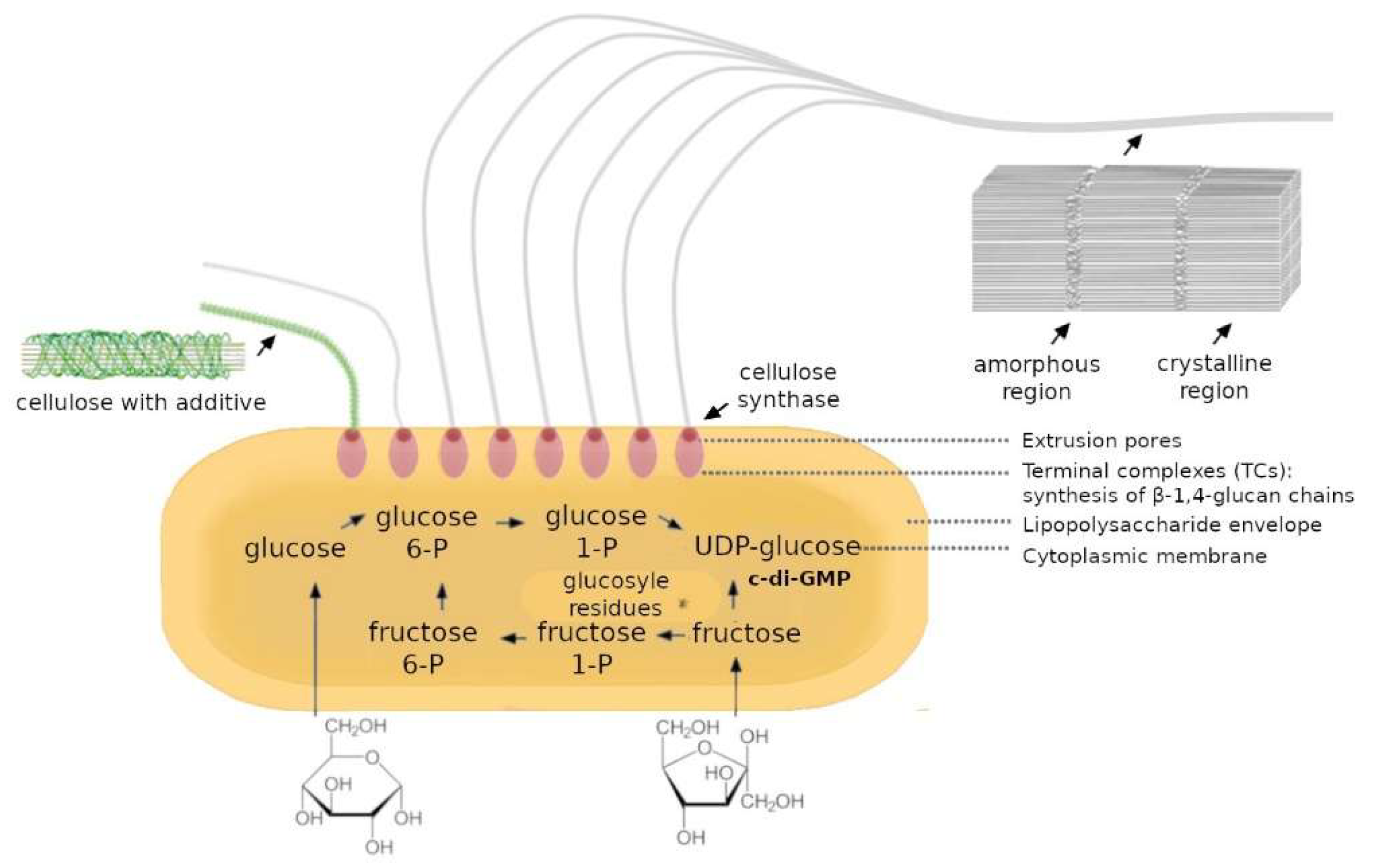 Applmicrobiol 05 00092 g001