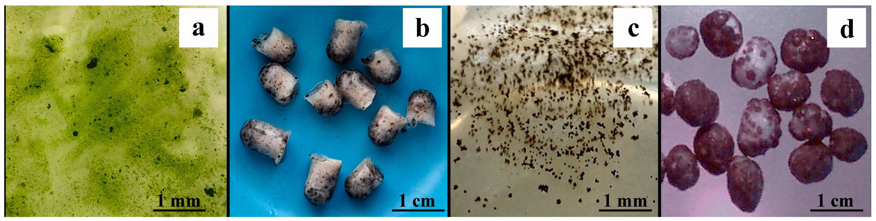 Applmicrobiol 05 00097 g003 Applmicrobiol 05 00097 g003