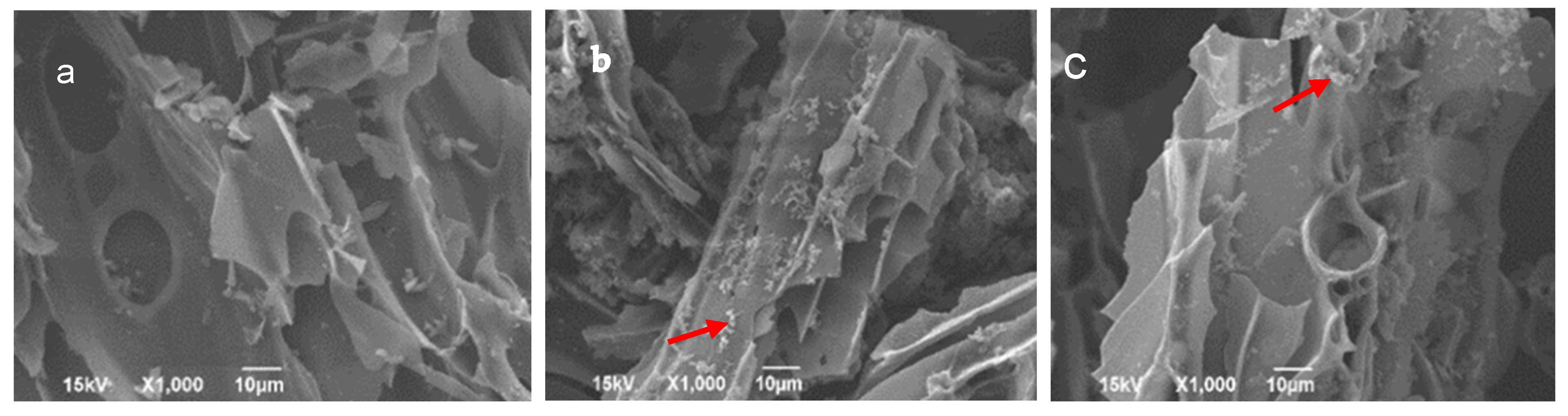 Applmicrobiol 05 00111 g005a