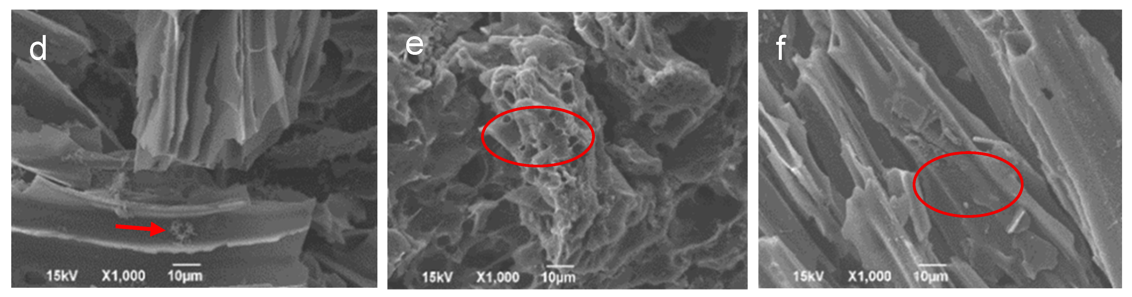 Applmicrobiol 05 00111 g005b