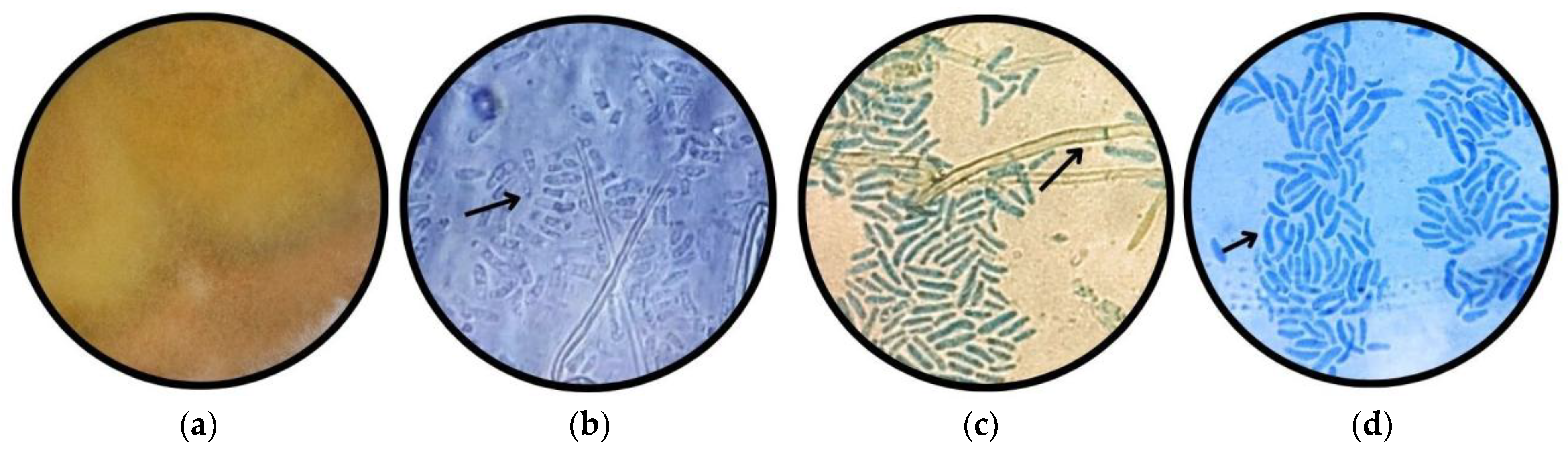 Applmicrobiol 05 00114 g001 Applmicrobiol 05 00114 g001