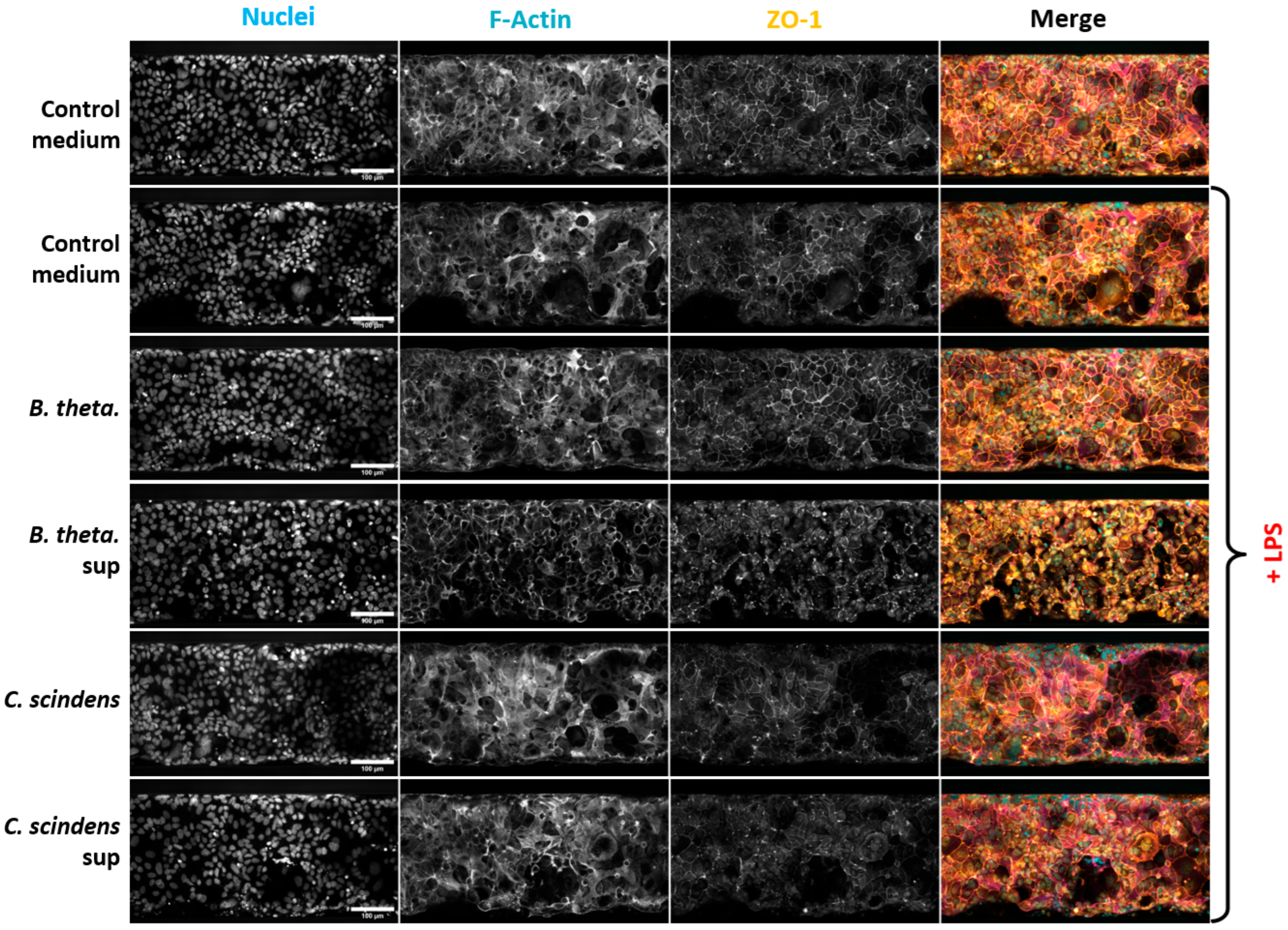 Applmicrobiol 05 00117 g004 Applmicrobiol 05 00117 g004