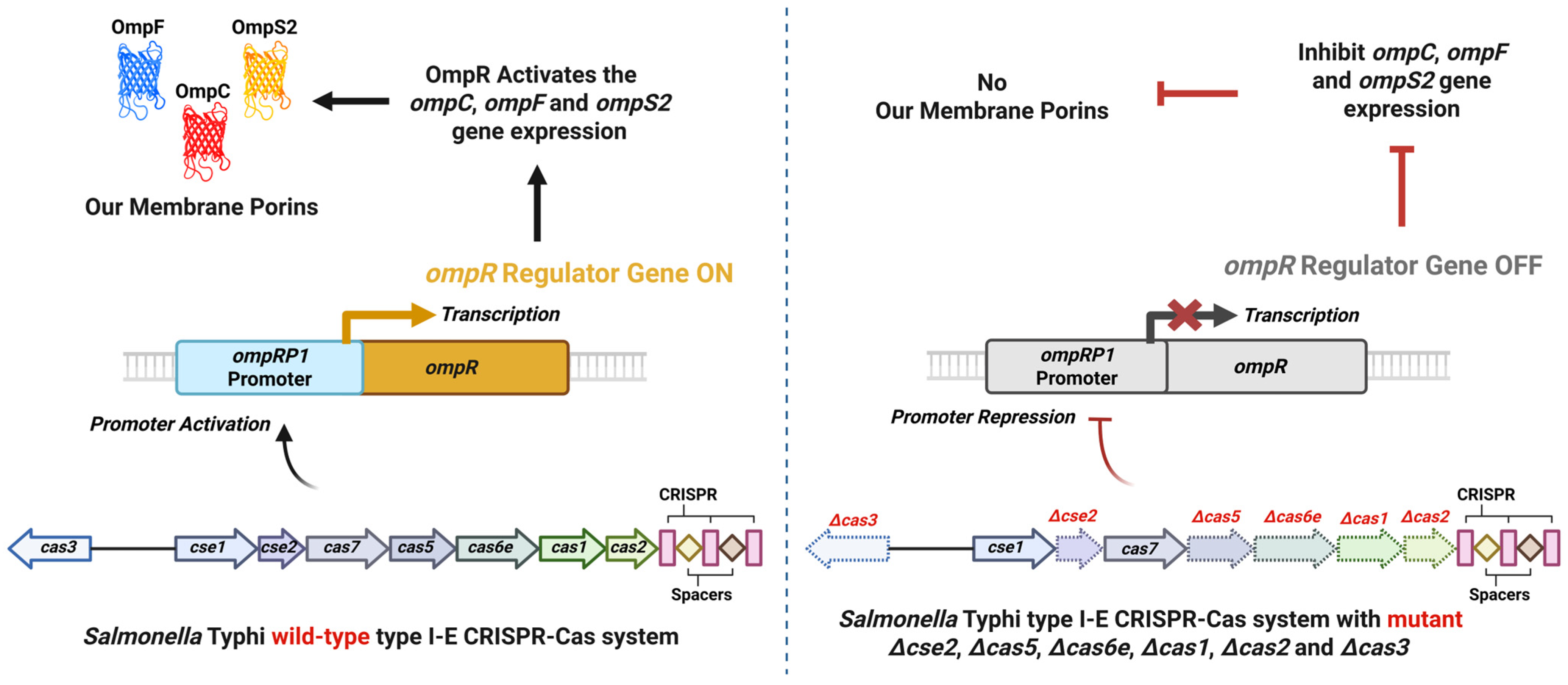 Applmicrobiol 05 00118 g001 Applmicrobiol 05 00118 g001
