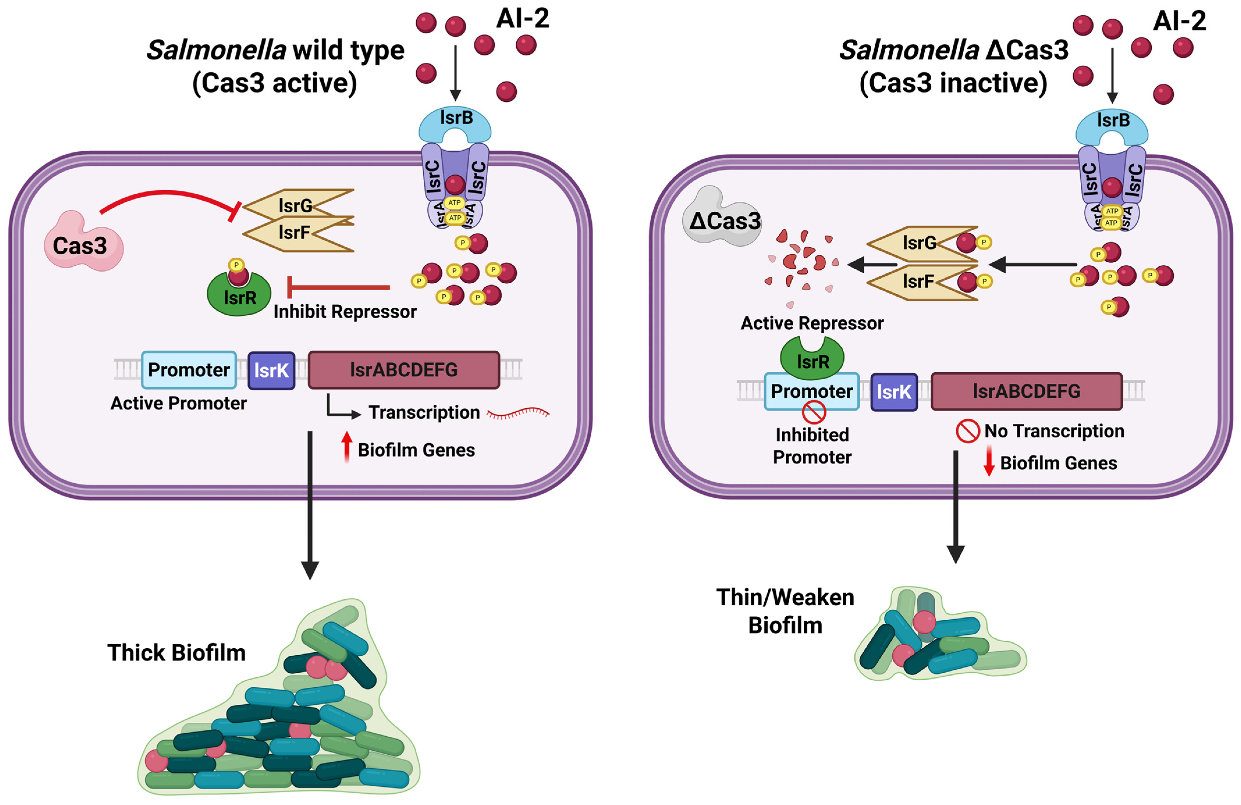 Applmicrobiol 05 00118 g002 Applmicrobiol 05 00118 g002