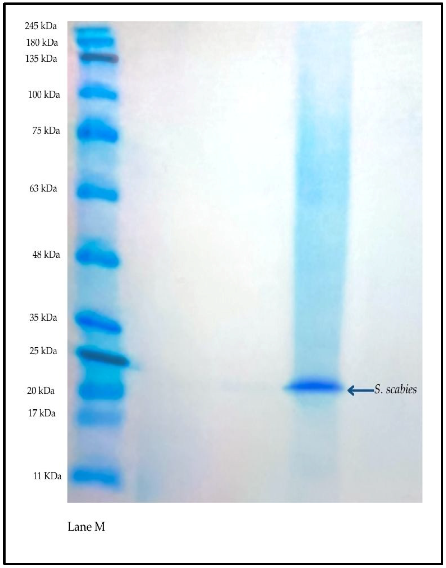 Applmicrobiol 05 00122 g003 Applmicrobiol 05 00122 g003