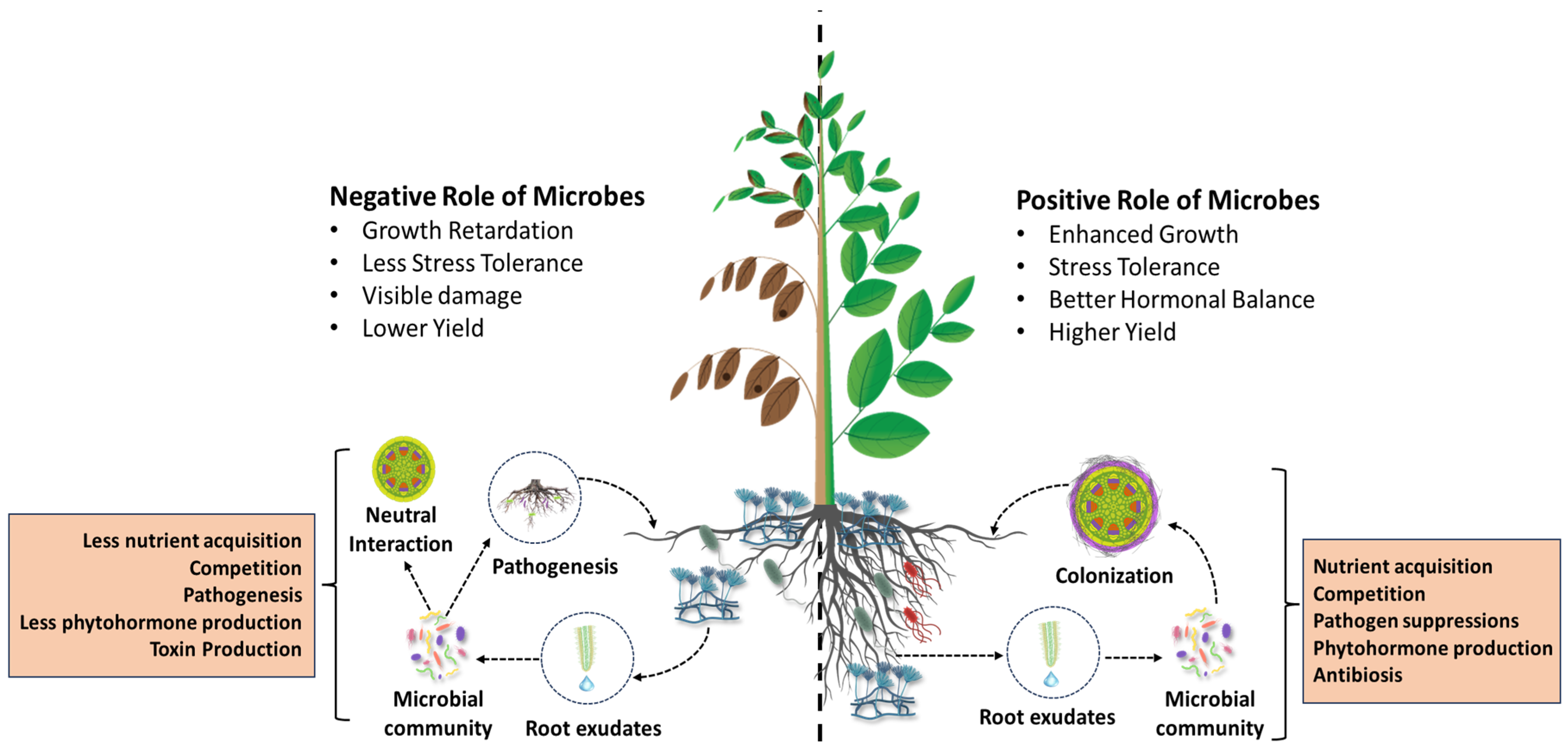Applmicrobiol 05 00123 g001 Applmicrobiol 05 00123 g001