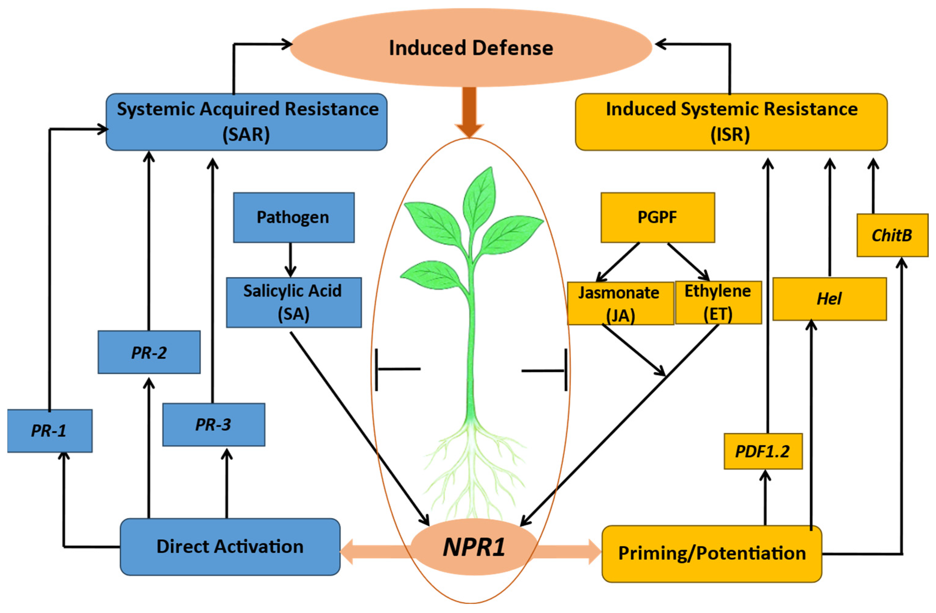 Applmicrobiol 05 00123 g007 Applmicrobiol 05 00123 g007