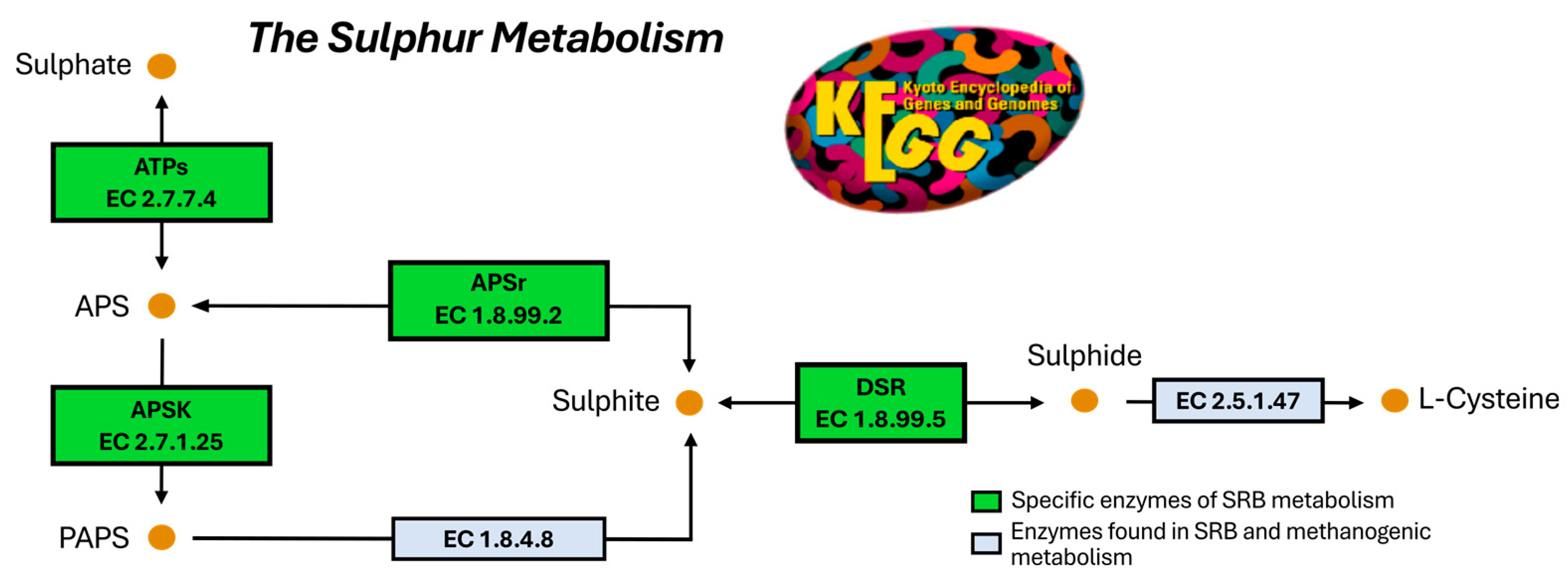 Applmicrobiol 05 00128 g003