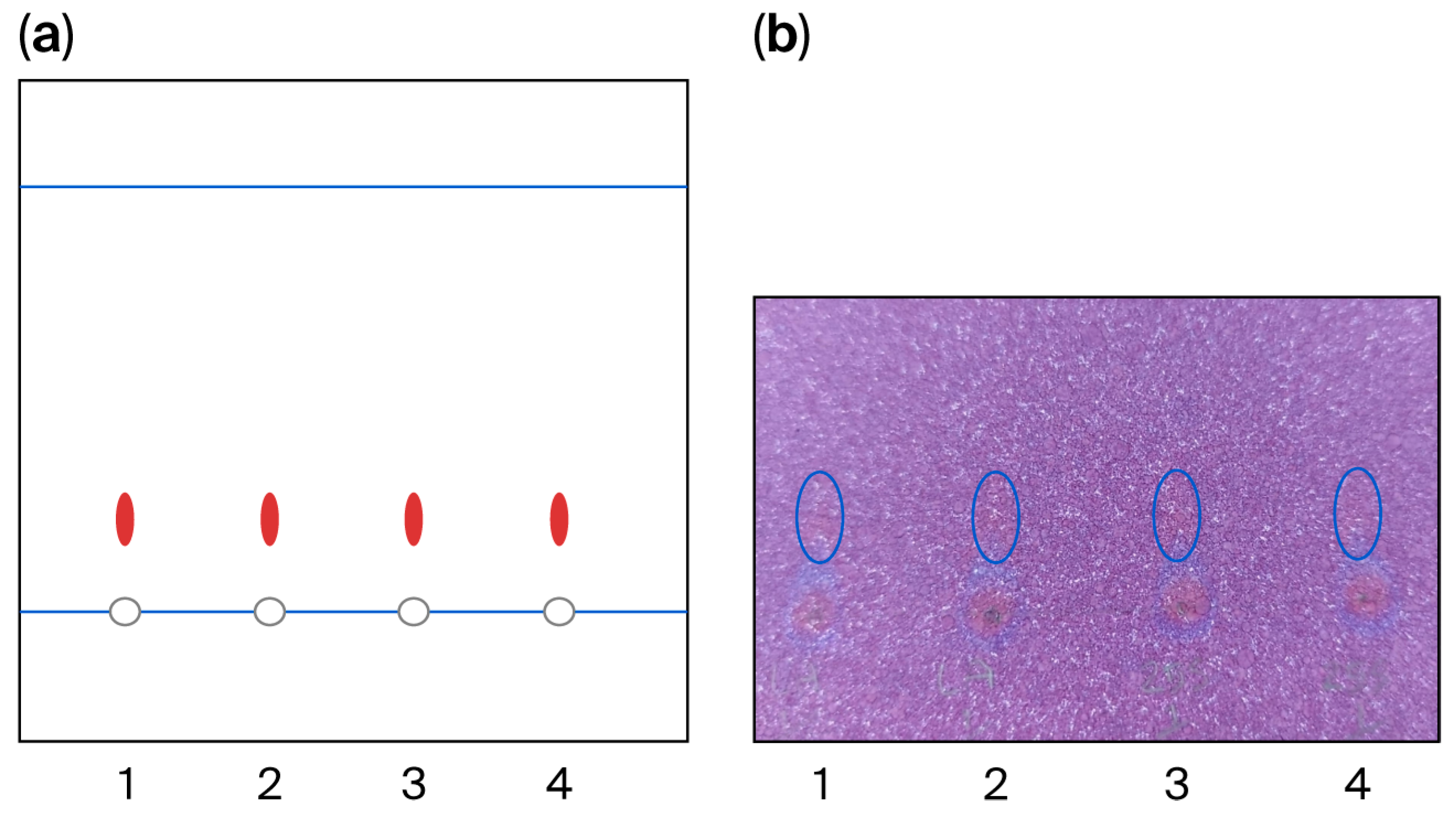 Applmicrobiol 06 00001 g002