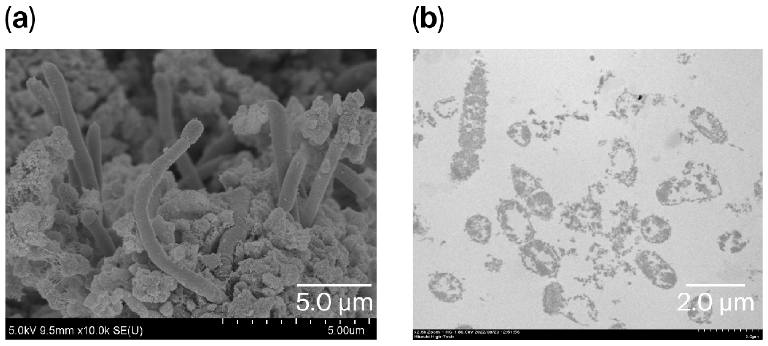 Applmicrobiol 06 00001 g004