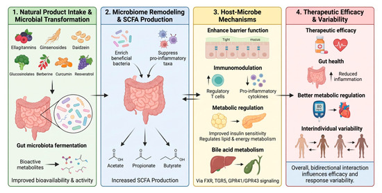 Role of the Gut Microbiome in Natural and Synthetic Drug Efficacy