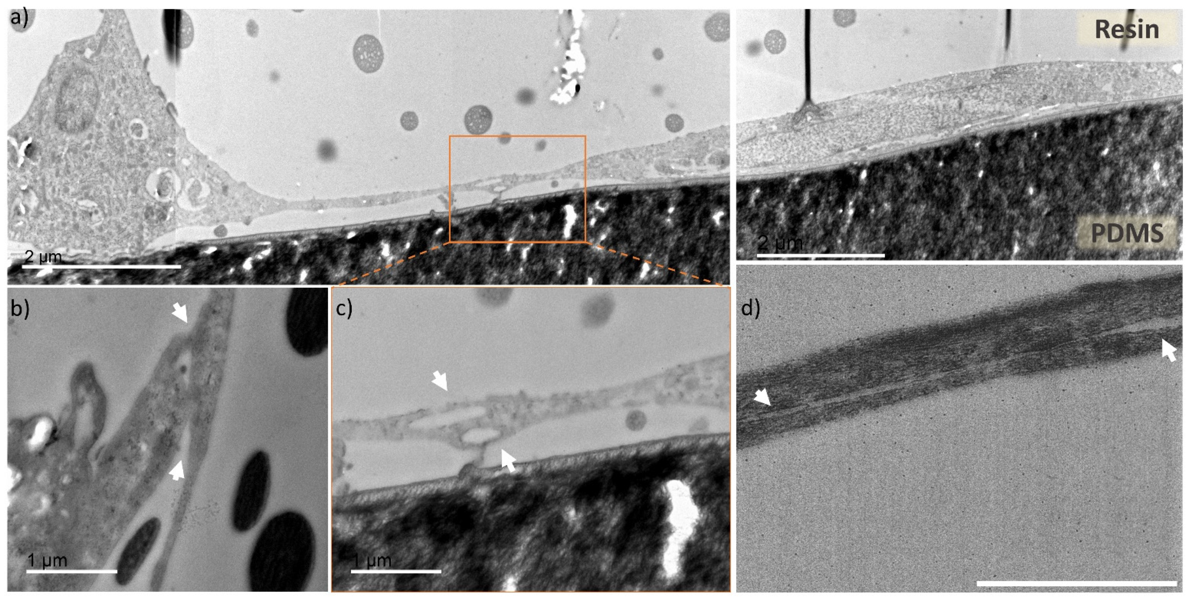 Applnano 02 00021 g005