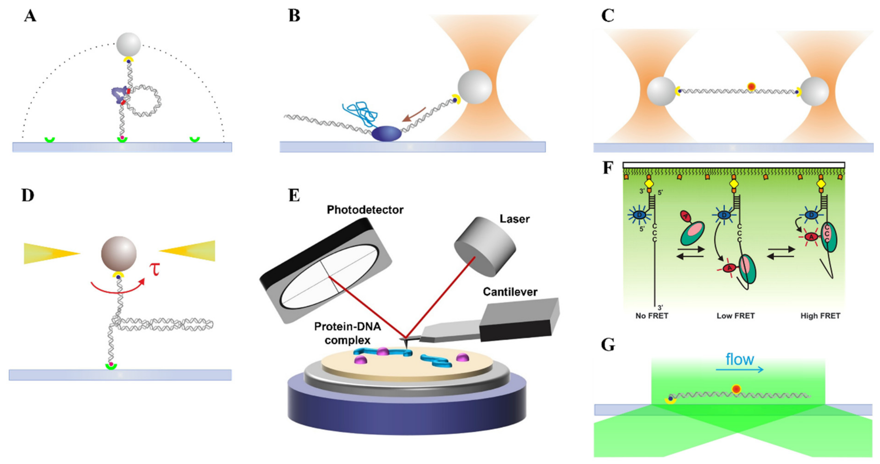 Fluorescent Single-Stranded DNA Binding Protein as a Probe for Sensitive,  Real-Time Assays of Helicase Activity: Biophysical Journal