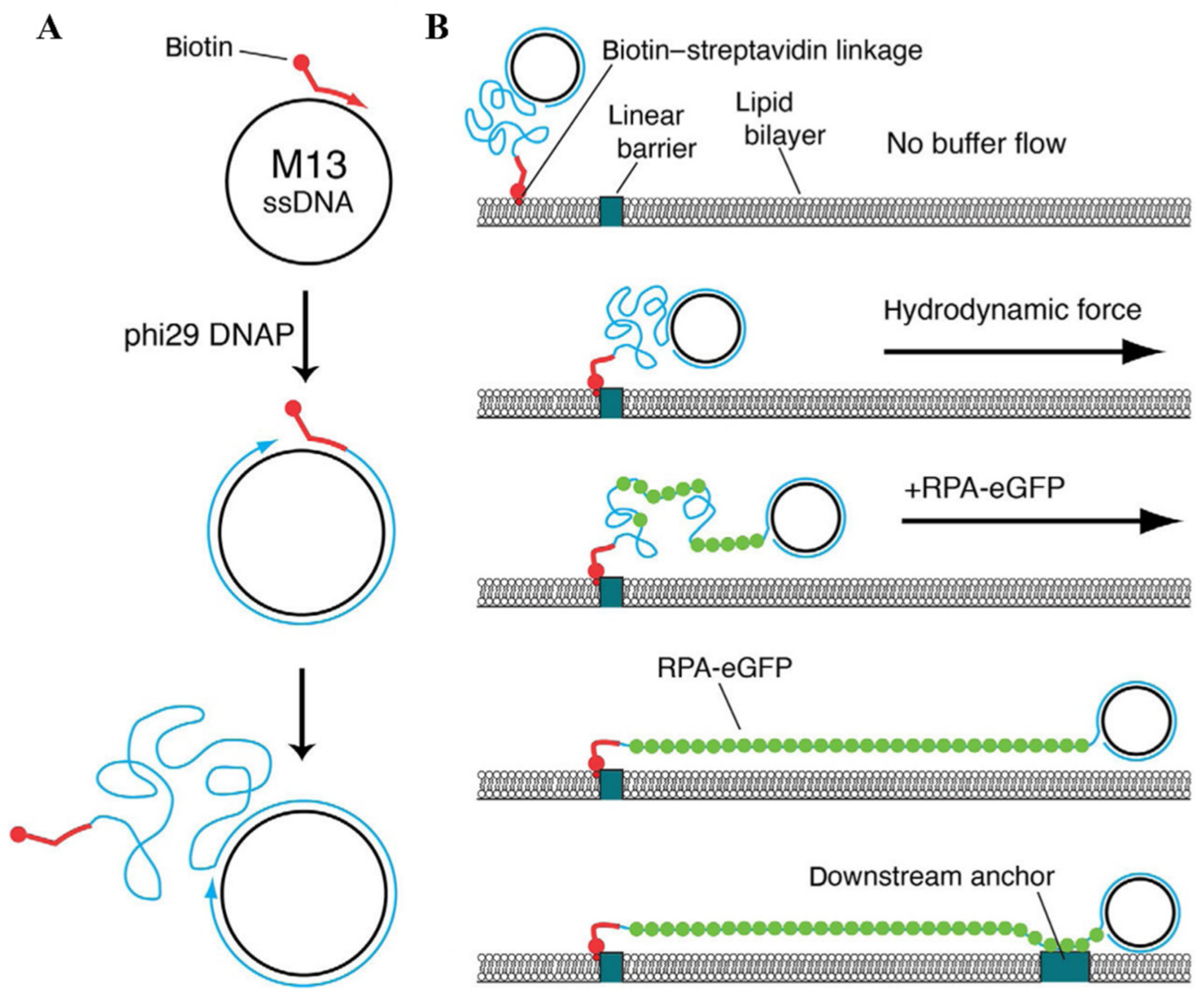Applnano 03 00002 g004 Applnano 03 00002 g004