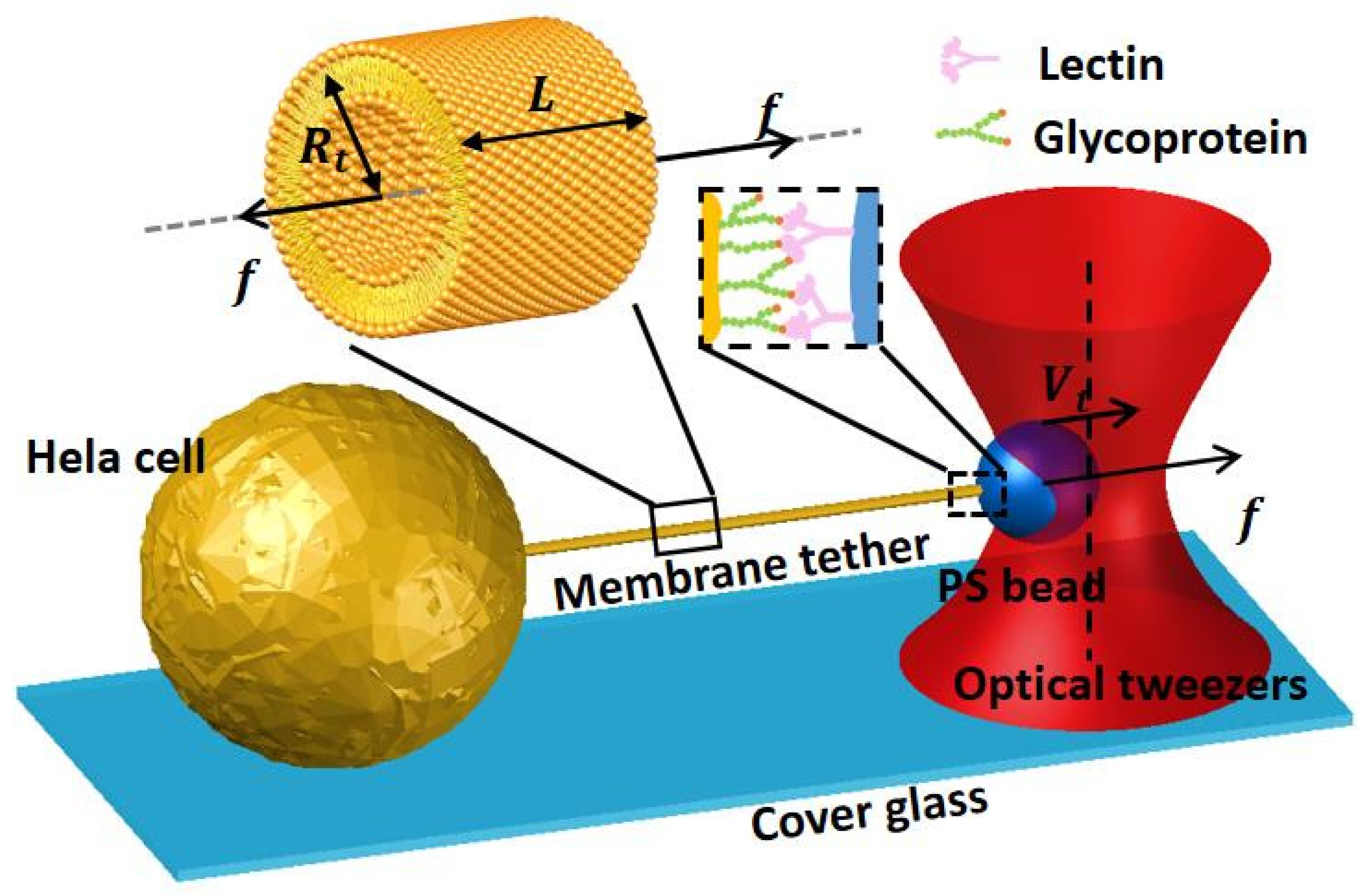 Applnano 03 00004 g002 550