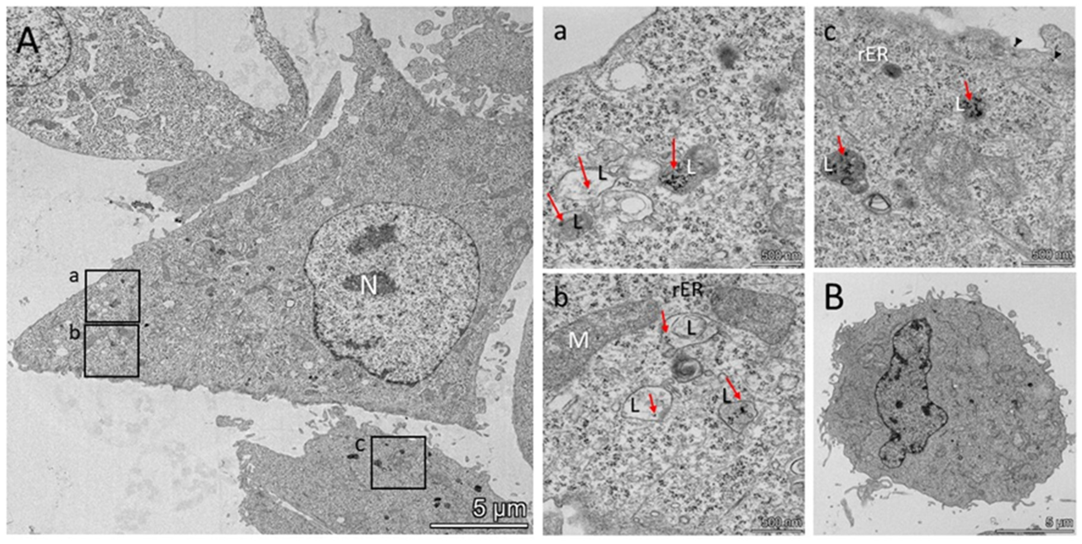 Applnano 05 00004 g004