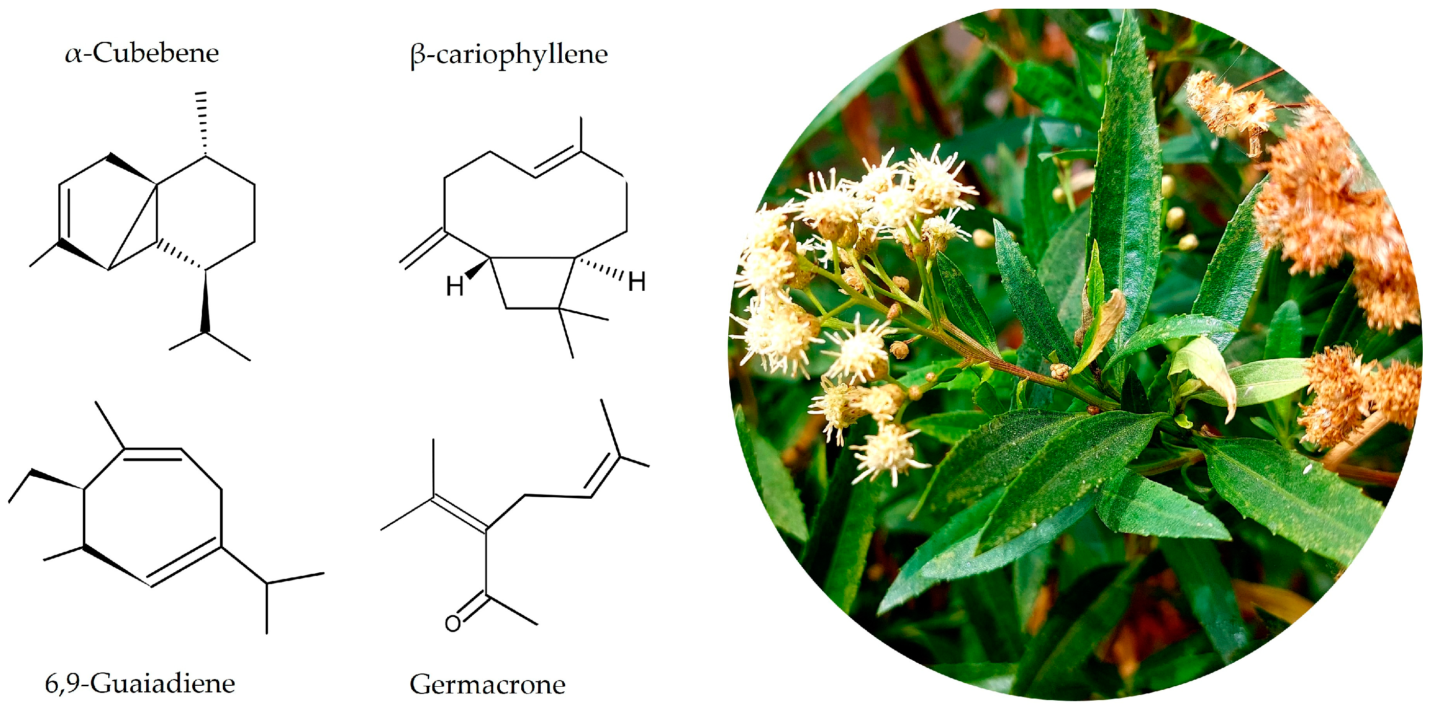 Applnano 05 00006 g002