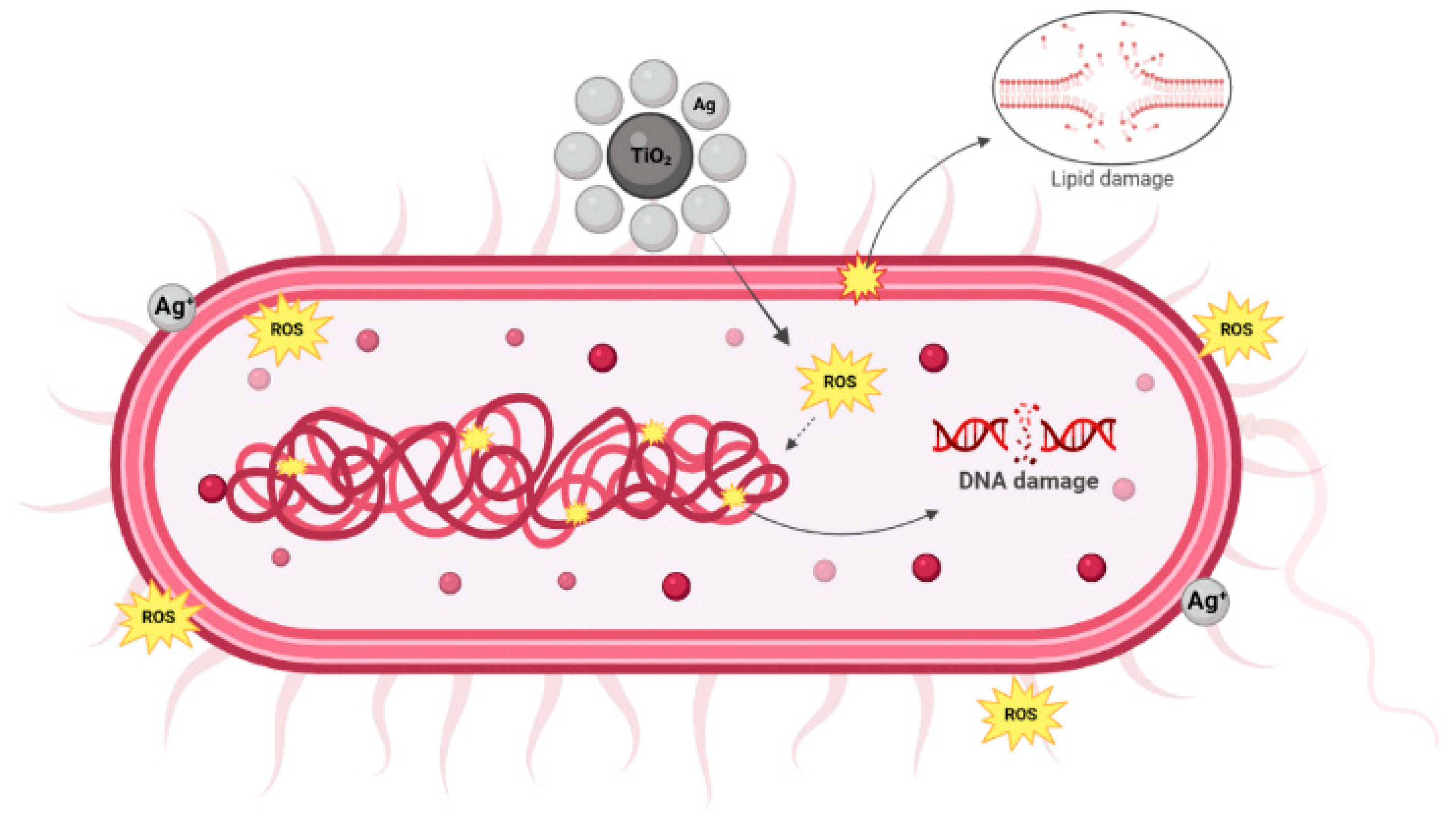 Applnano 06 00028 g007