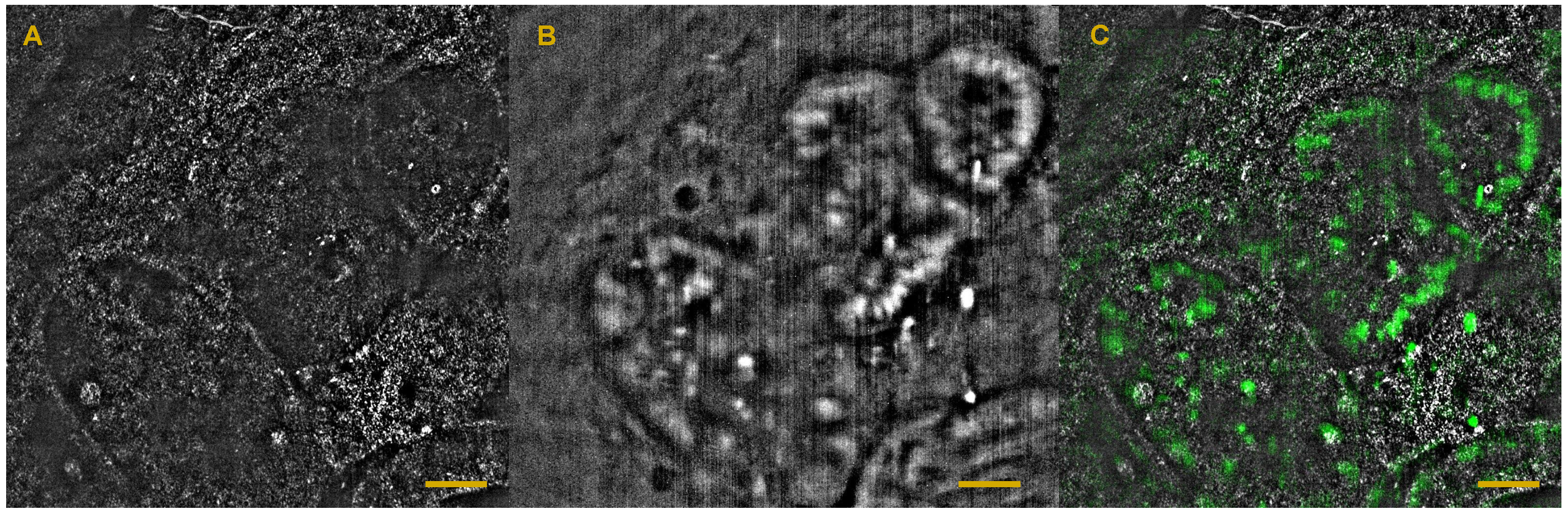 Applsci 07 00236 g007