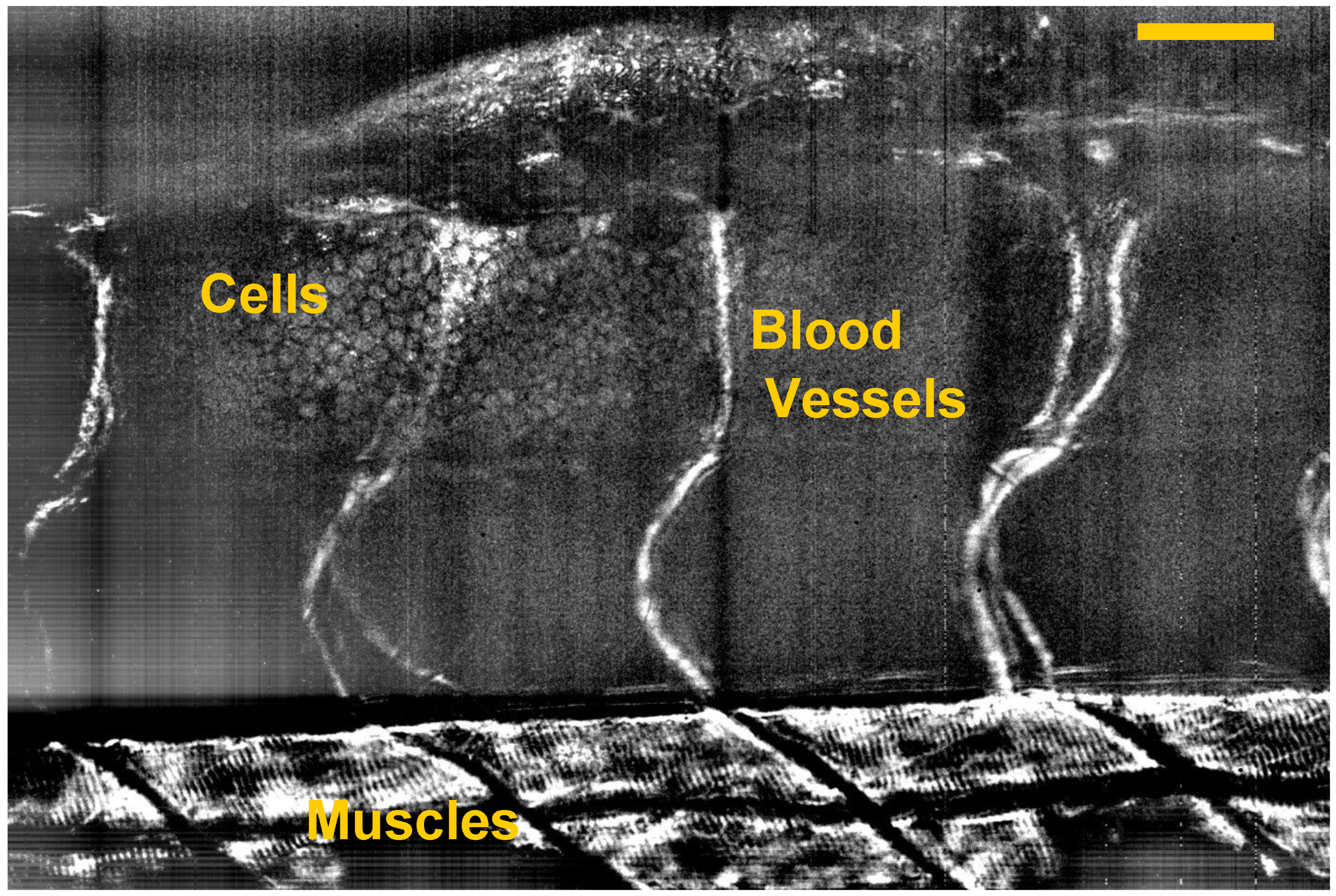 Applsci 07 00236 g009