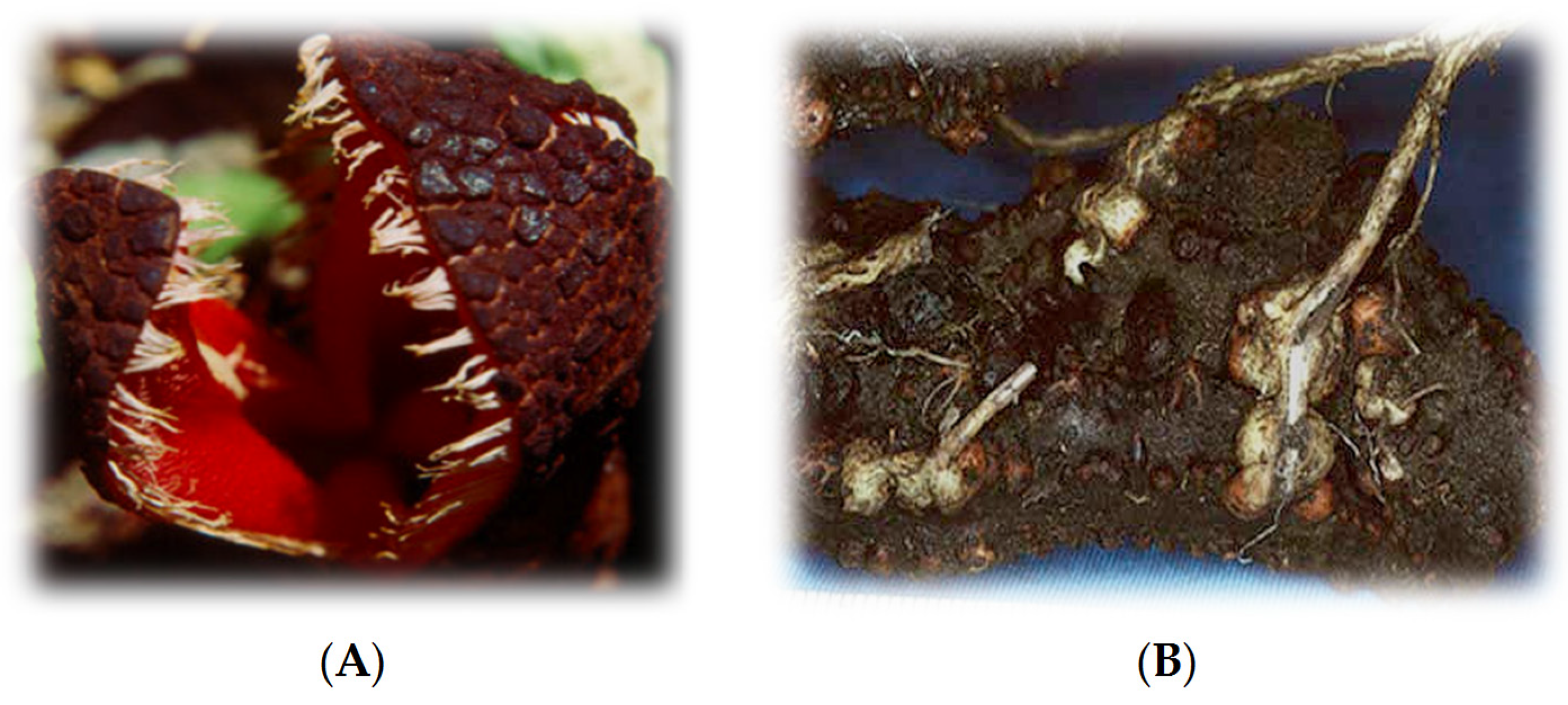 Applsci 07 00443 g001