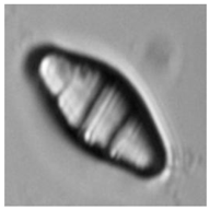 Applsci 07 00460 i001