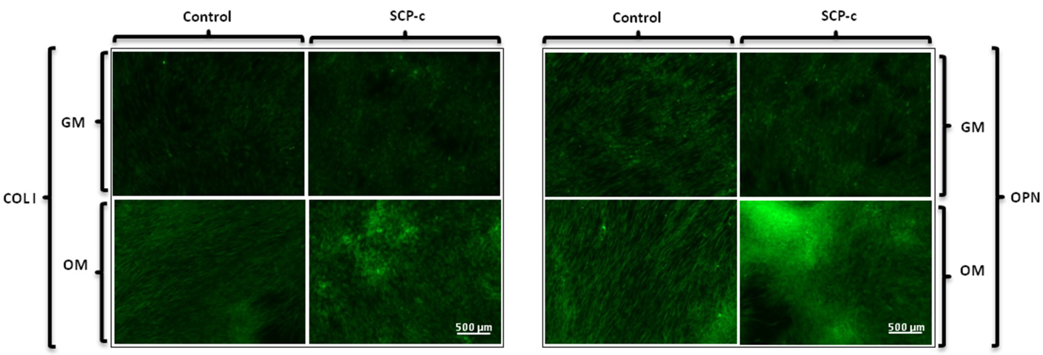 Applied Sciences Free Full Text Impact Of A Porous Si Ca P Monophasic Ceramic On Variation Of Osteogenesis Related Gene Expression Of Adult Human Mesenchymal Stem Cells Html Applied Sciences Free Full Text Impact Of A Porous Si Ca P Monophasic Ceramic On Variation Of Osteogenesis Related Gene Expression Of Adult Human Mesenchymal Stem Cells Html