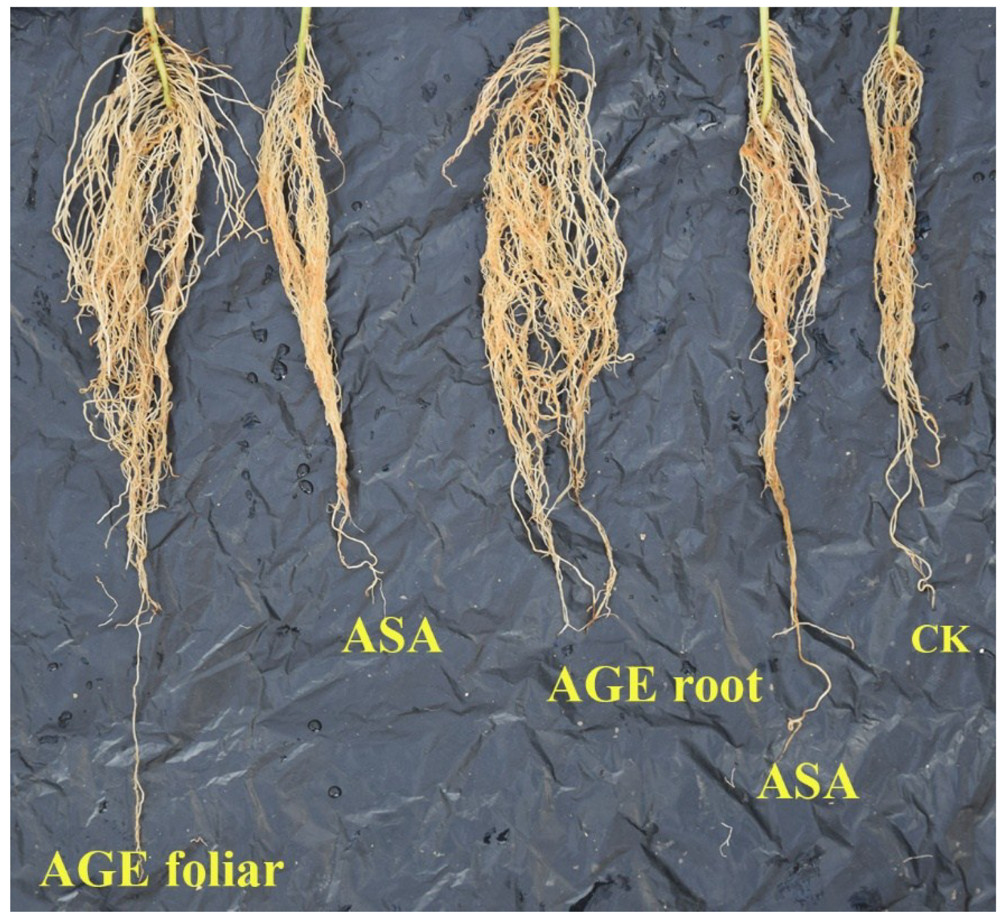 Applied Sciences Free FullText Aqueous Garlic Extract as a Plant