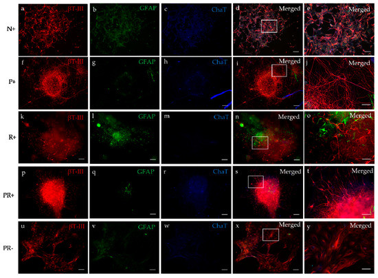 Applied Sciences Free Full Text 3d Bioprinting Human Induced Pluripotent Stem Cell Derived Neural Tissues Using A Novel Lab On A Printer Technology Html Applied Sciences Free Full Text 3d Bioprinting Human Induced Pluripotent Stem Cell Derived Neural Tissues Using A Novel Lab On A Printer Technology Html