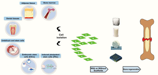 Applied Sciences Free Full Text Bone Tissue Engineering Using Human Cells A Comprehensive Review On Recent Trends Current Prospects And Recommendations Html