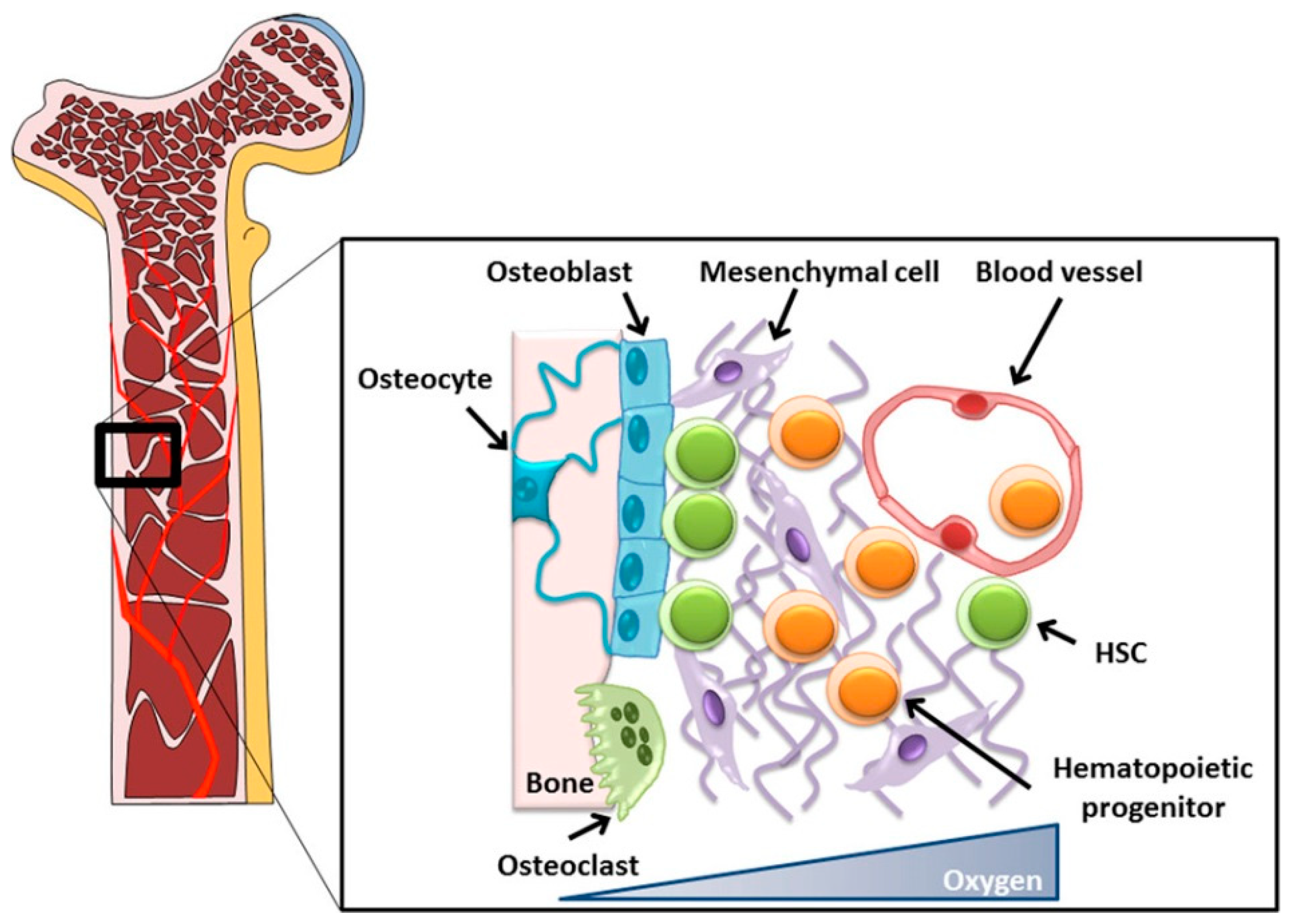 Applied Sciences | Free Full-Text | Bone Tissue Engineering Using Human