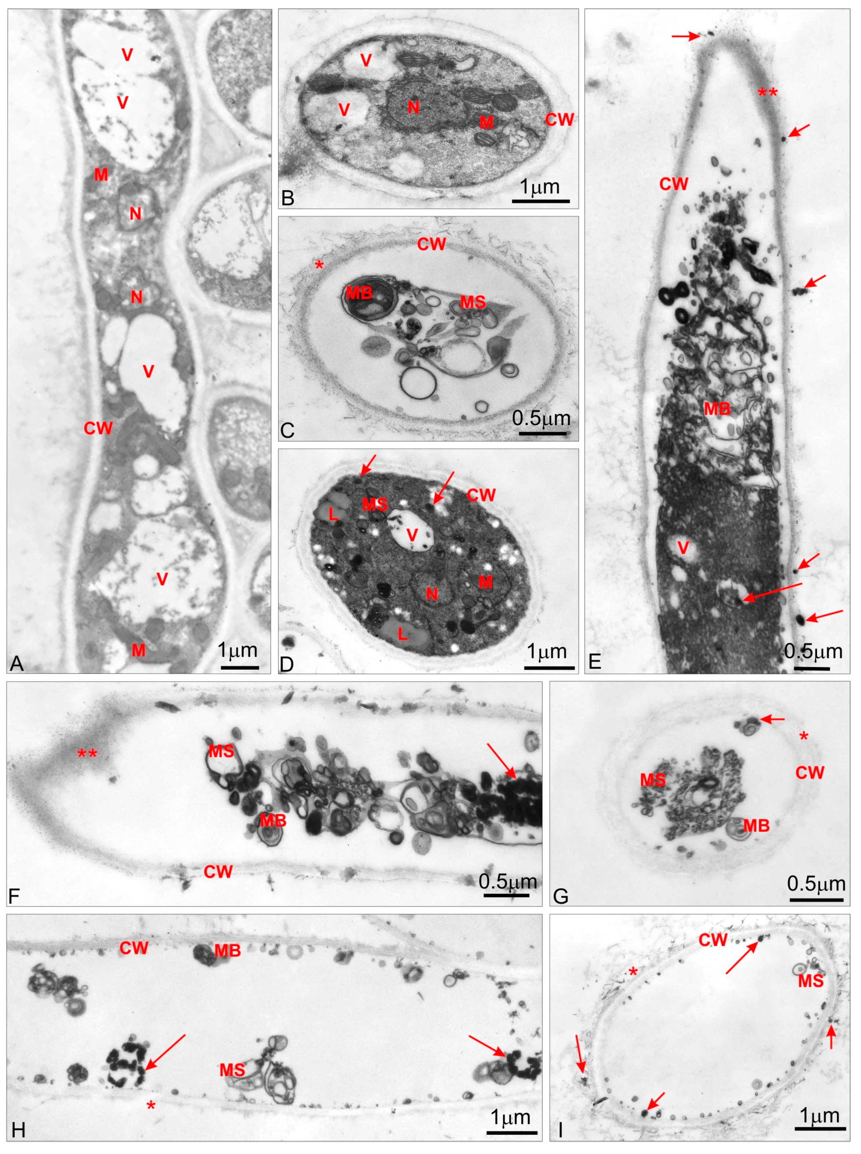 Applsci 09 00245 g002 Applsci 09 00245 g002