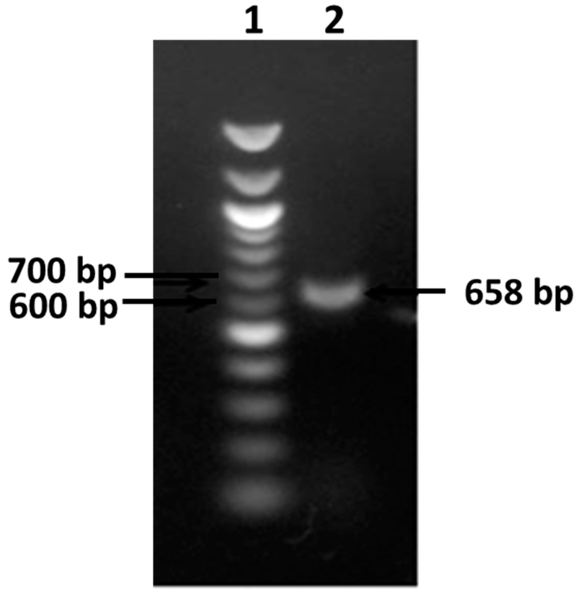 Applsci 09 00340 g003 Applsci 09 00340 g003