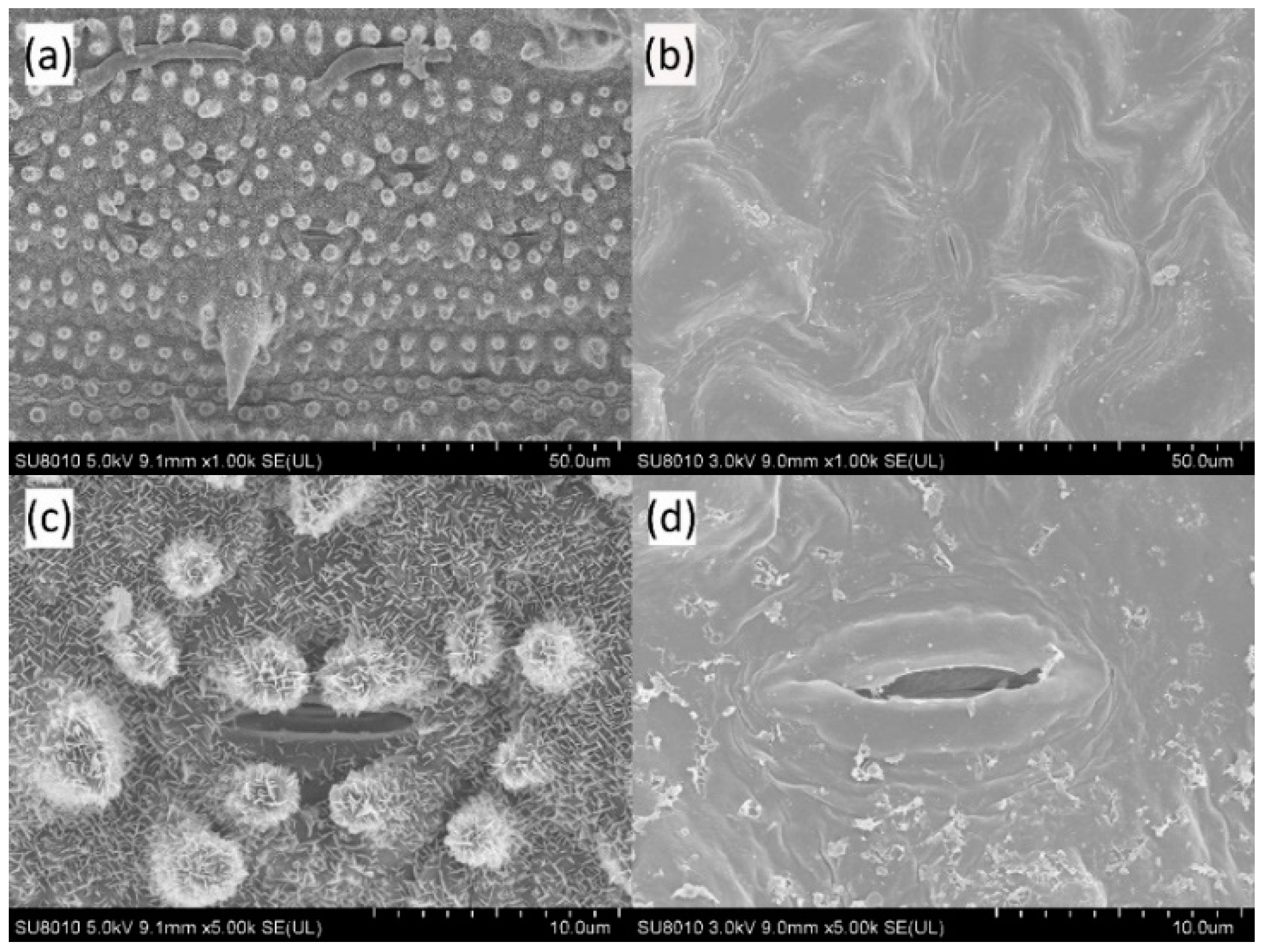 Applsci 09 00593 g007 Applsci 09 00593 g007