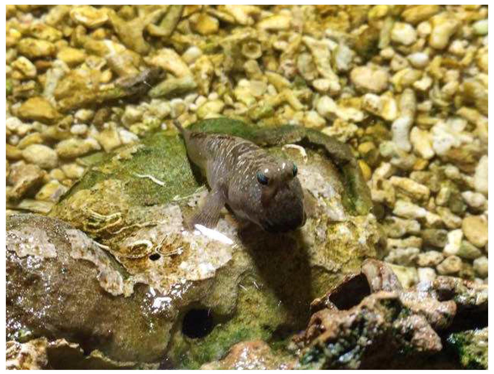 Applsci 09 00799 g010