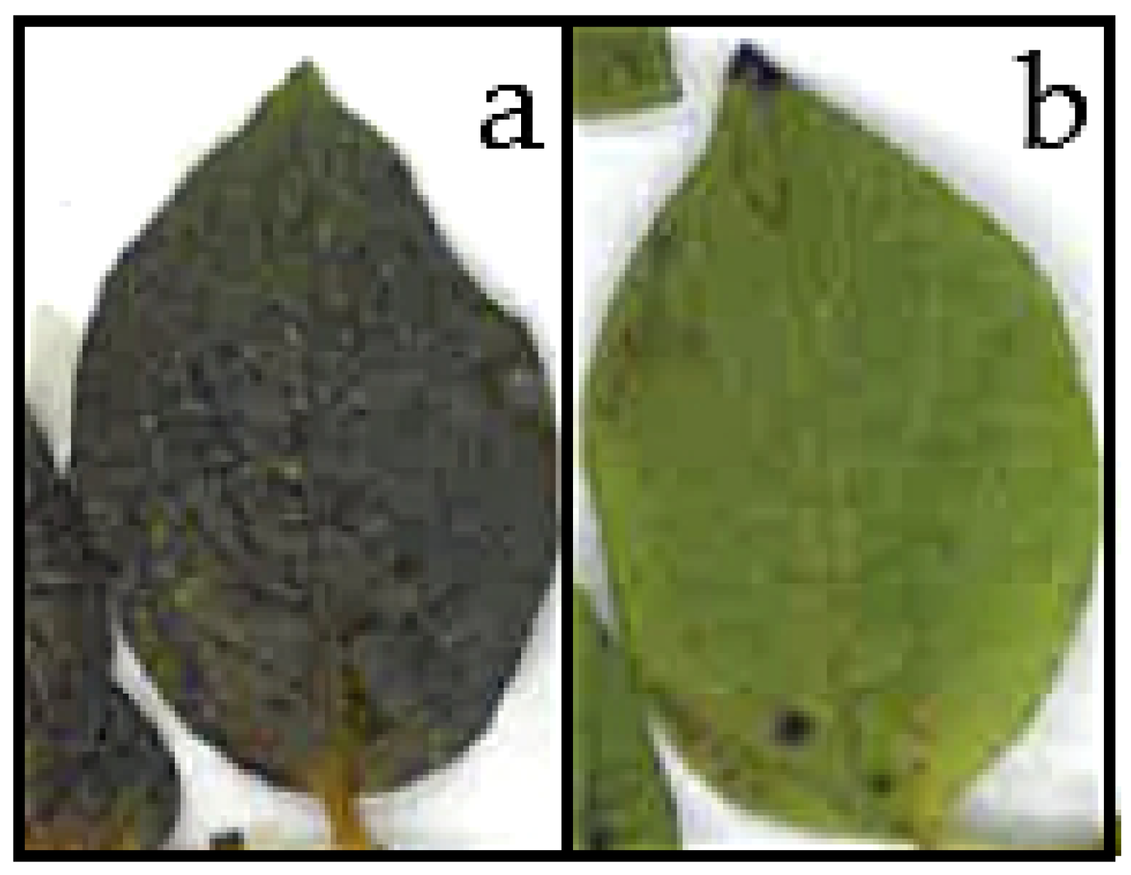 Applsci 09 00819 g001