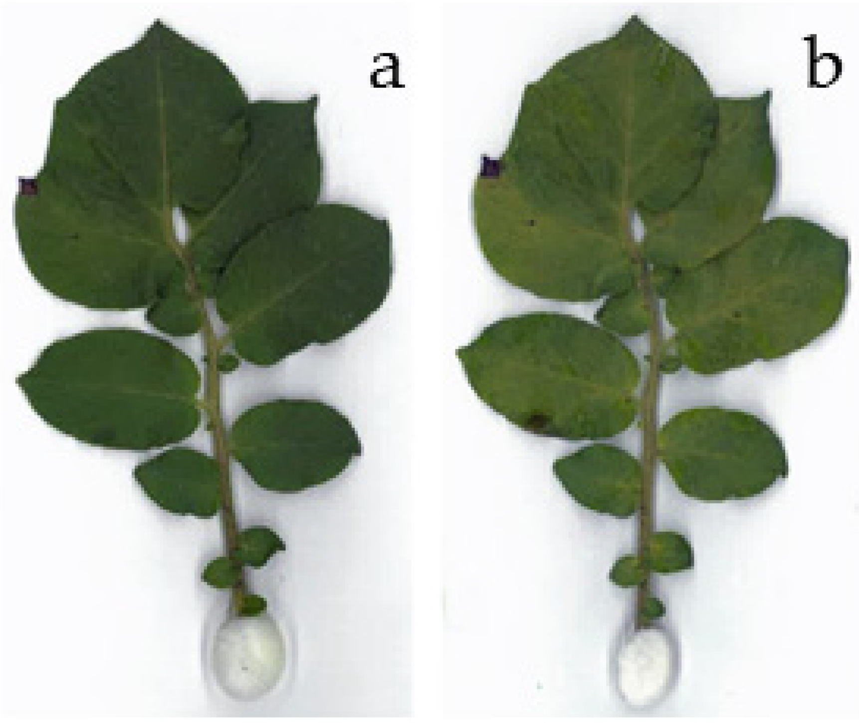 Applsci 09 00819 g004