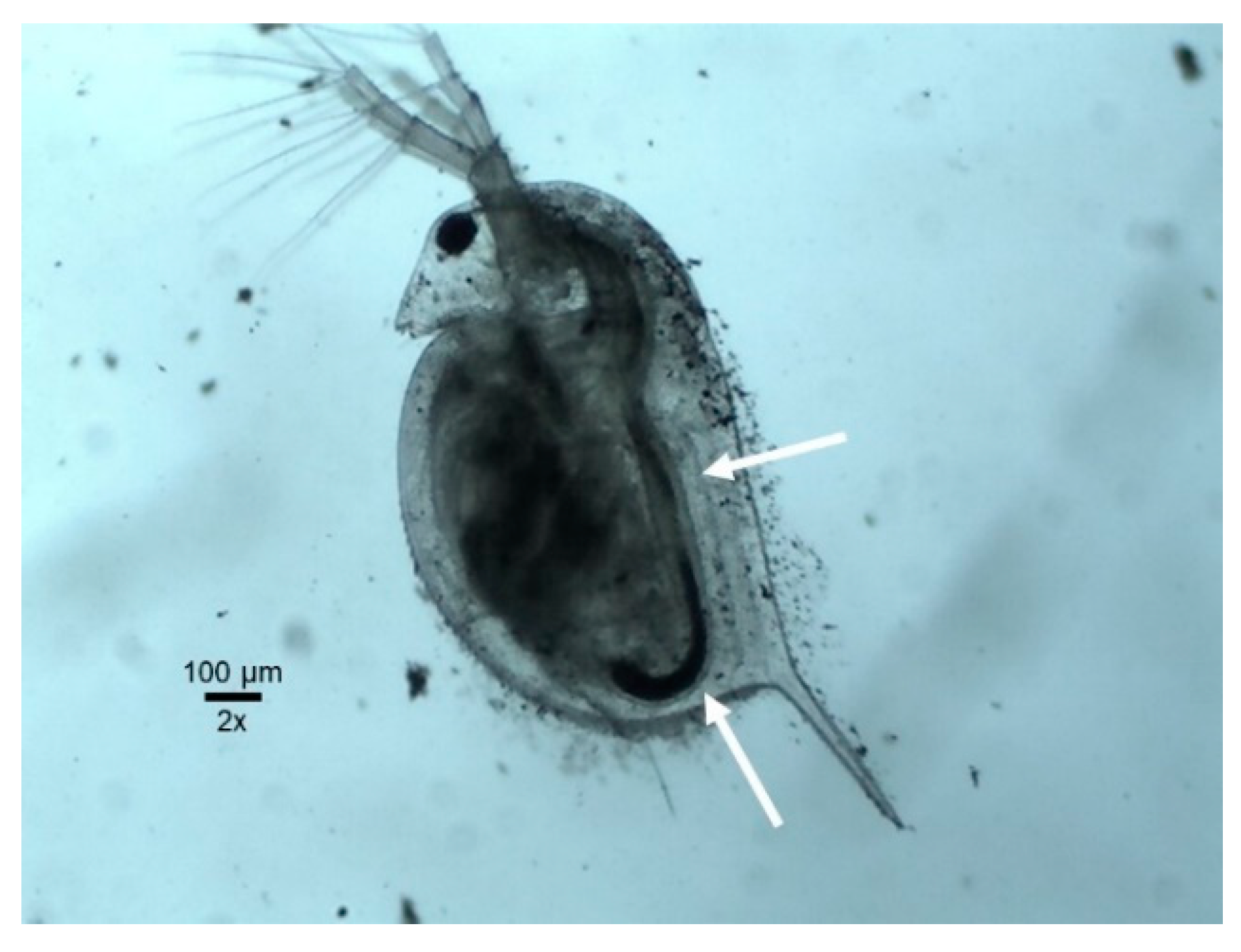 Applsci 09 01706 g004