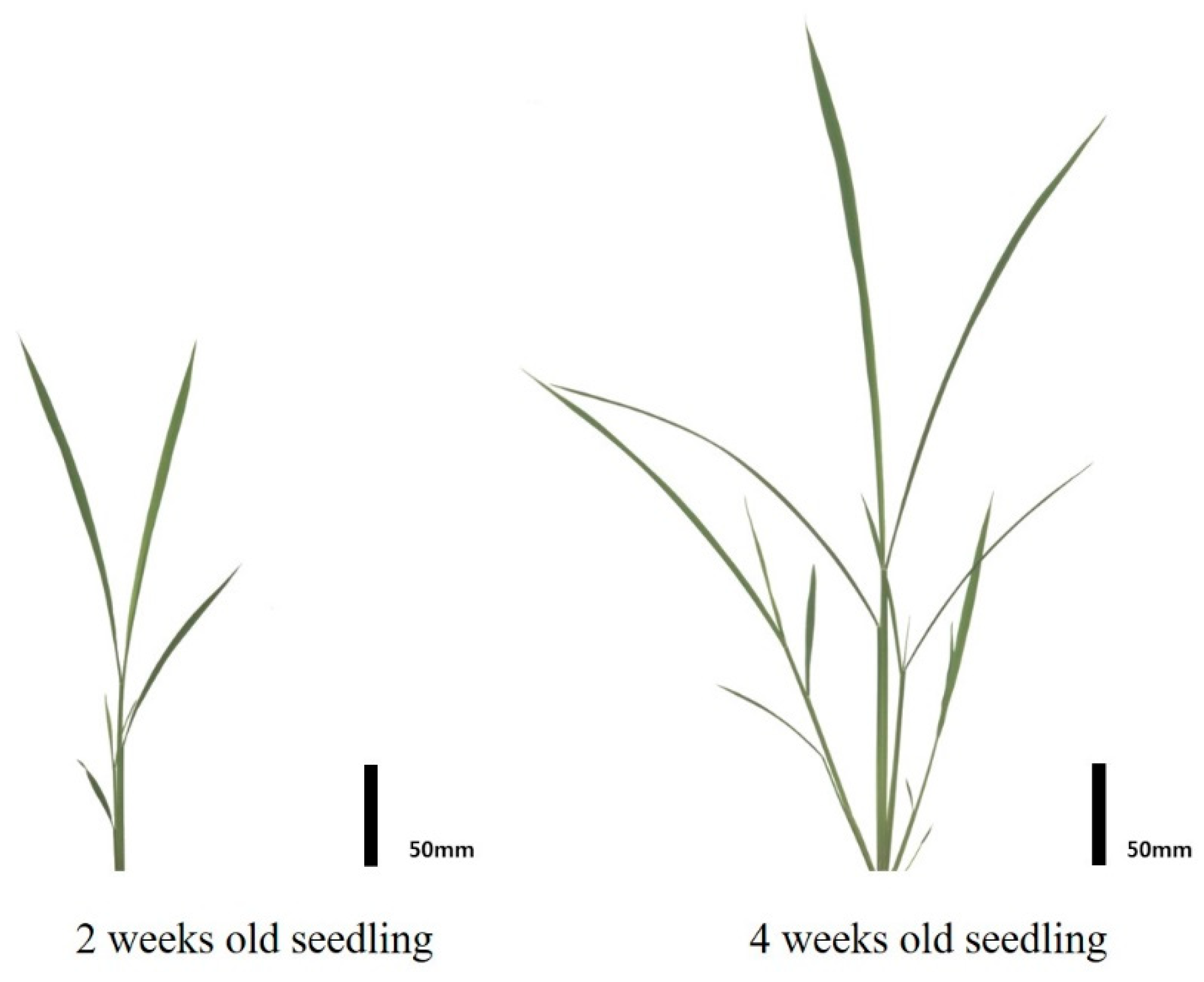 Applsci 09 01752 g002