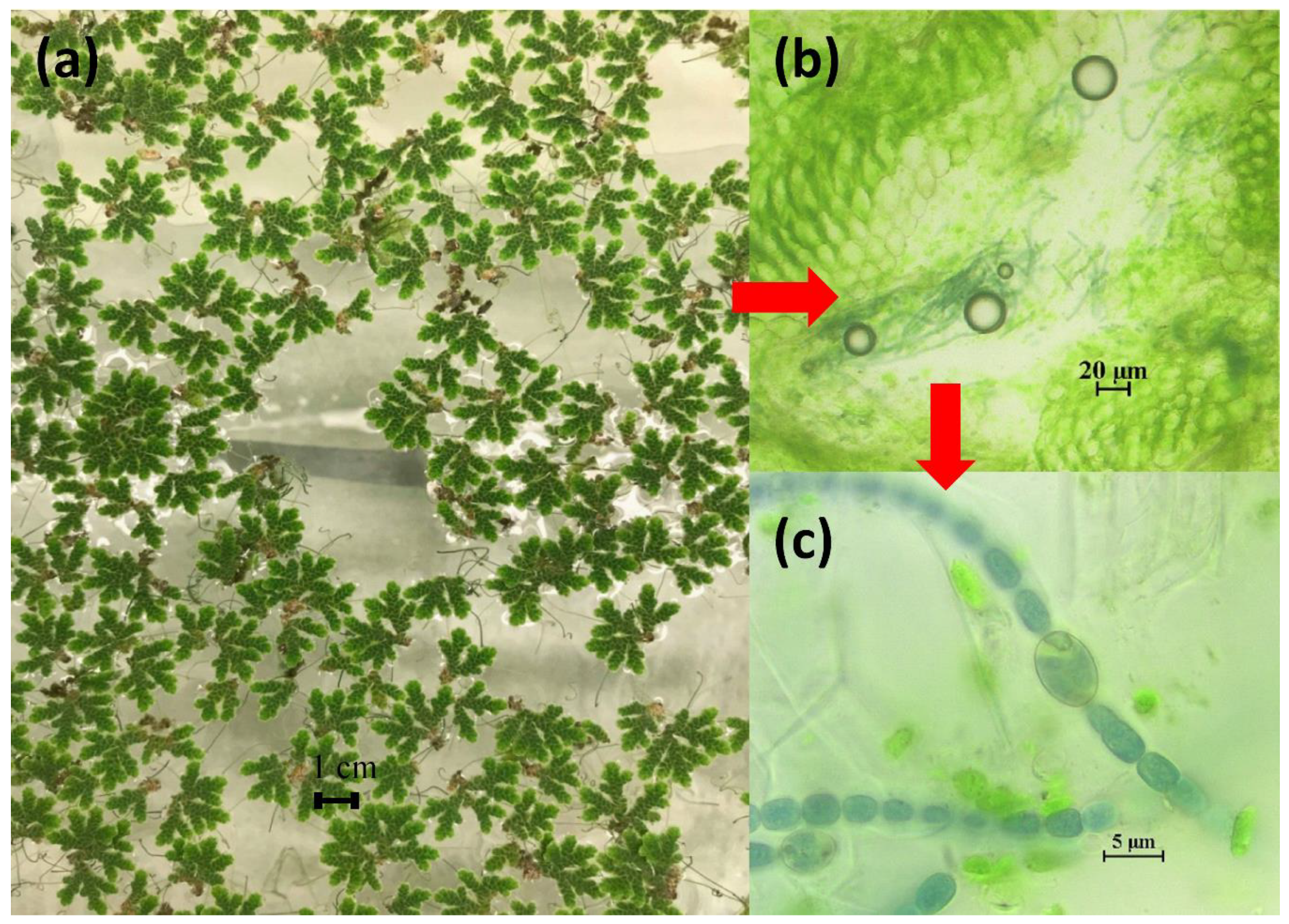 Applsci 09 02143 g001