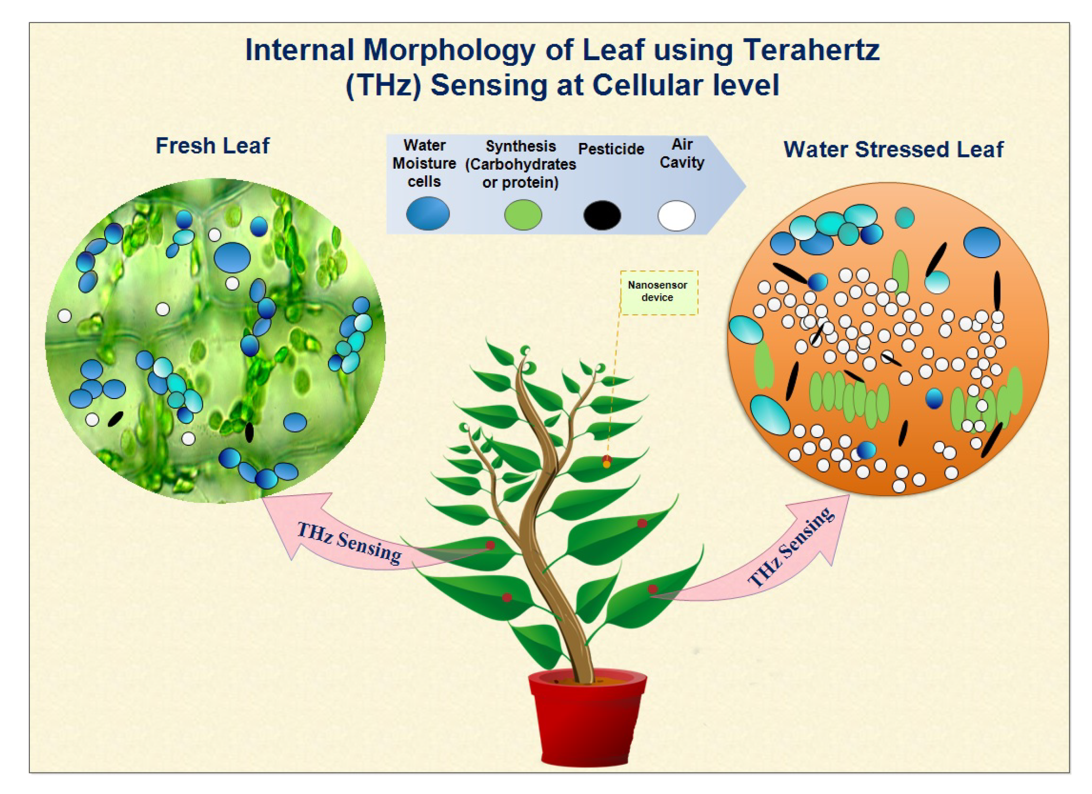 Leaves - Biology Online Tutorial