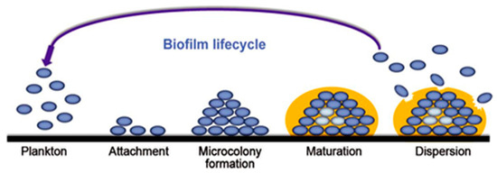 Applied Sciences | Free Full-Text | A Brief Recap of Microbial Adhesion