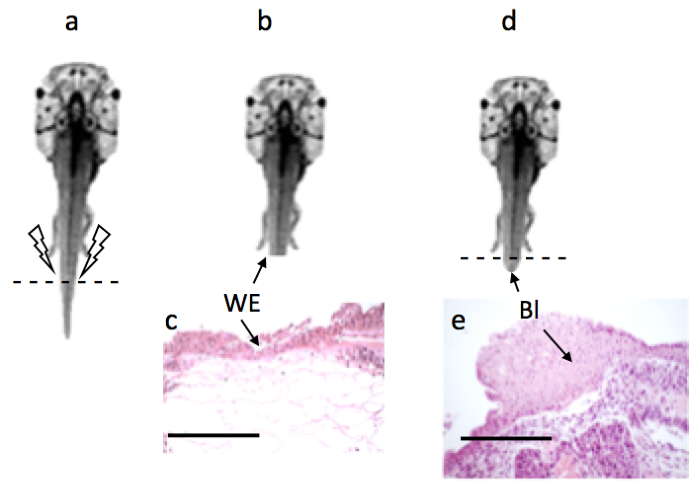 Applsci 09 02860 g003